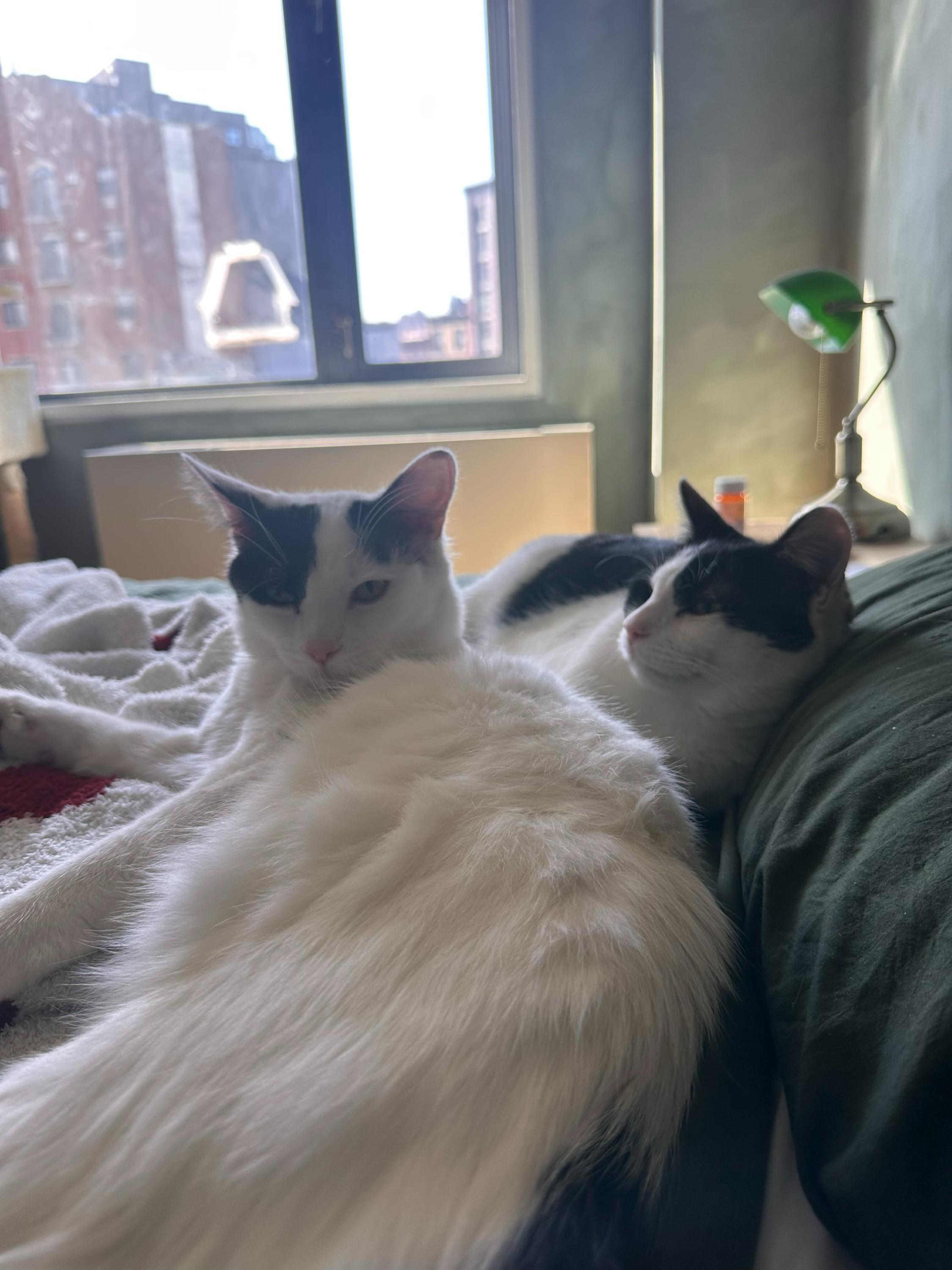 Enlarge Opal (bonded to Agate), a Adoptable Domestic Medium Hair in Long Island City, NY image 6/6