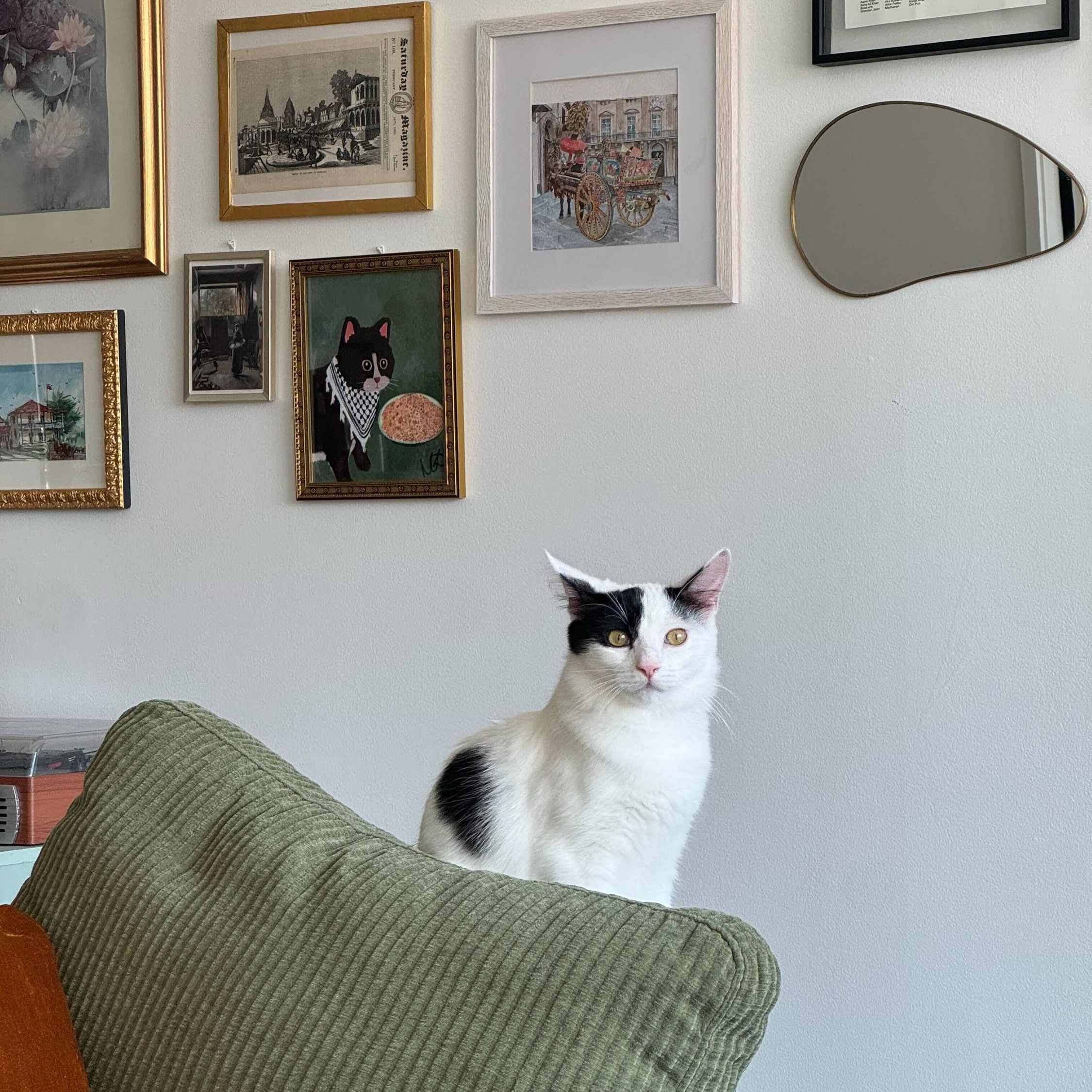 Enlarge Opal (bonded to Agate), a Adoptable Domestic Medium Hair in Long Island City, NY image 4/6