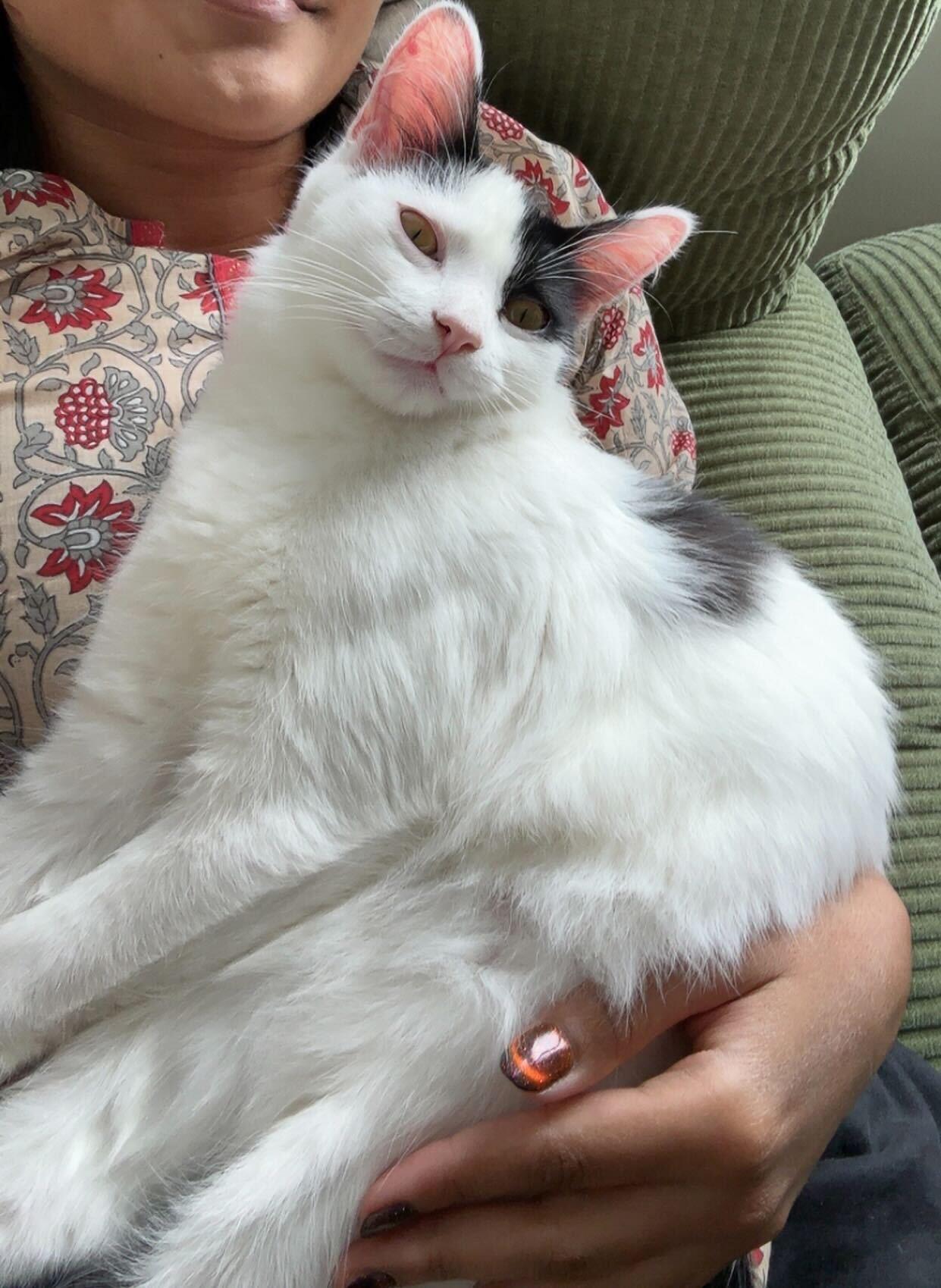 Enlarge Opal (bonded to Agate), a Adoptable Domestic Medium Hair in Long Island City, NY image 3/6