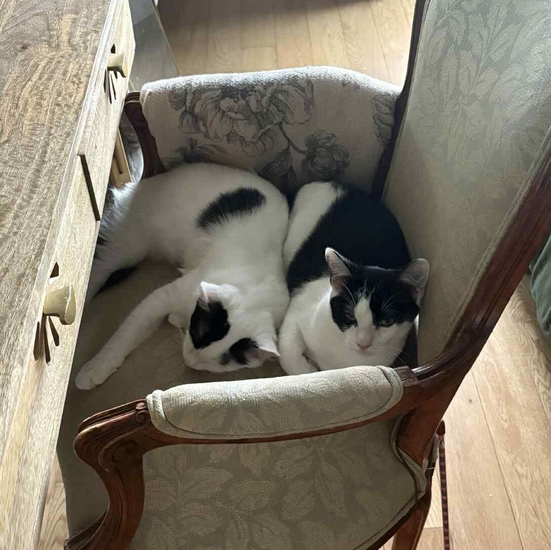 Enlarge Opal (bonded to Agate), a Adoptable Domestic Medium Hair in Long Island City, NY image 6/6