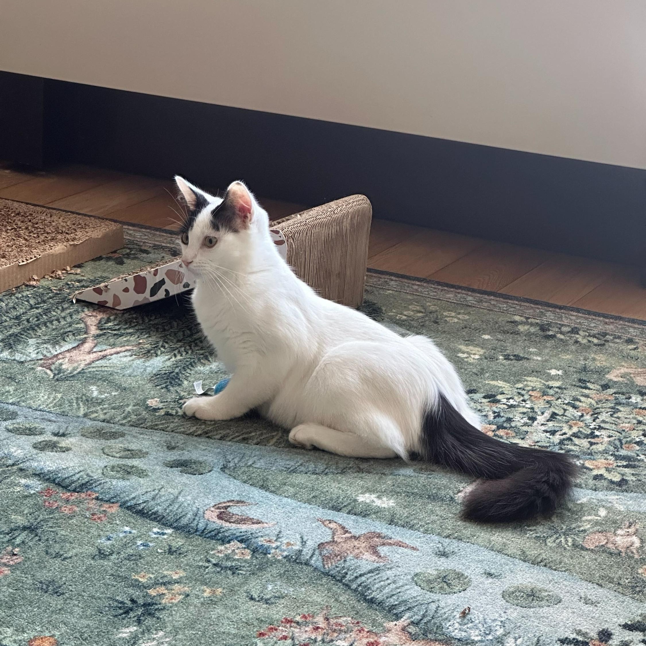 Enlarge Opal (bonded to Agate), a Adoptable Domestic Medium Hair in Long Island City, NY image 2/6