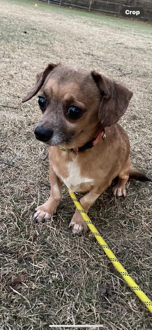 Fred, ADOPTABLE, Adult Male Chihuahua & Dachshund.