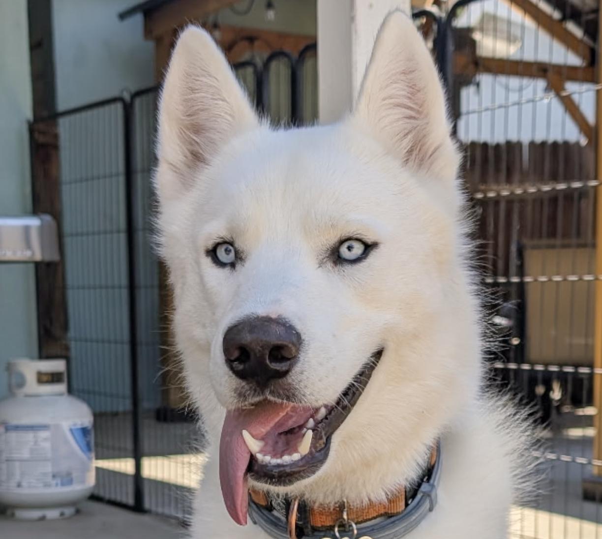 Yogi, ADOPTABLE, Adult Male Husky.