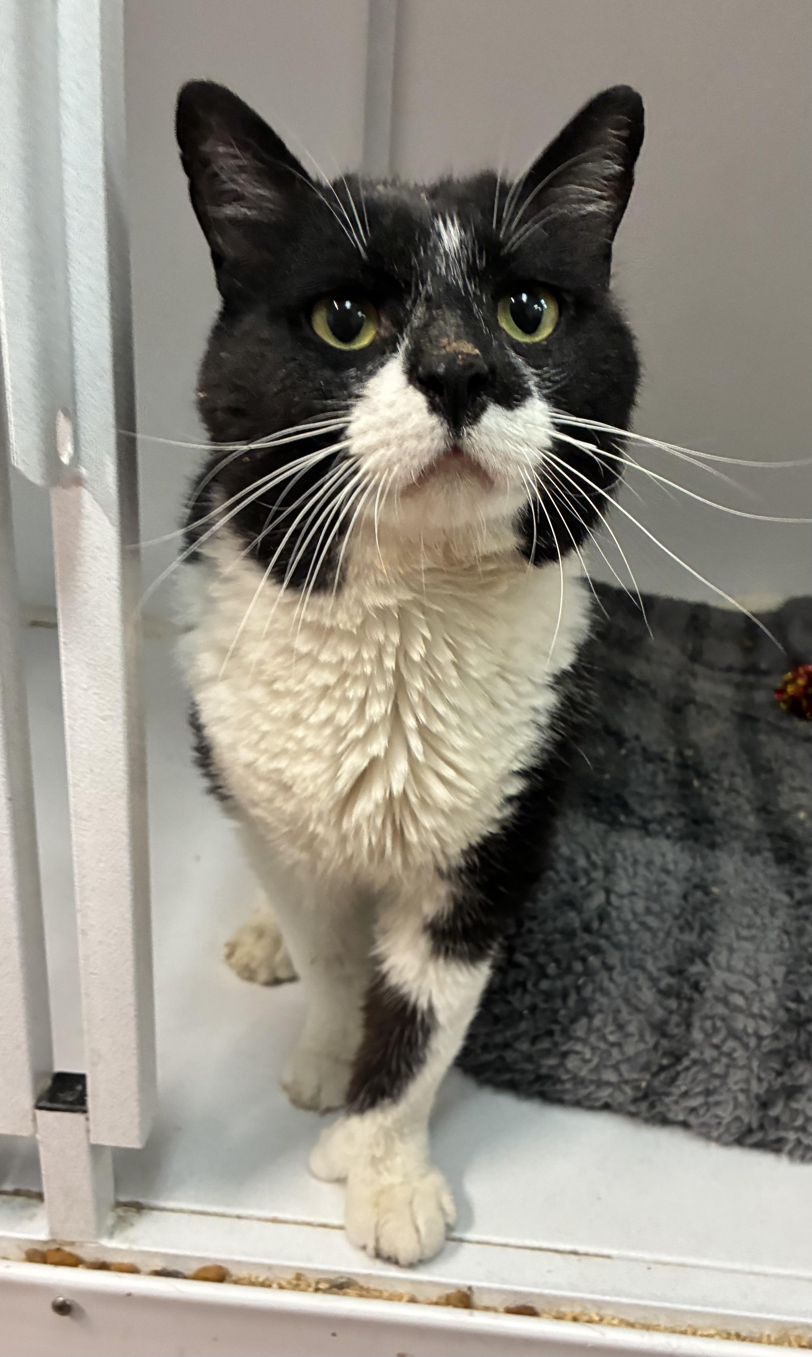 Jake (polydactyl), a ADOPTABLE Domestic Short Hair in Breinigsville, PA image 2/2