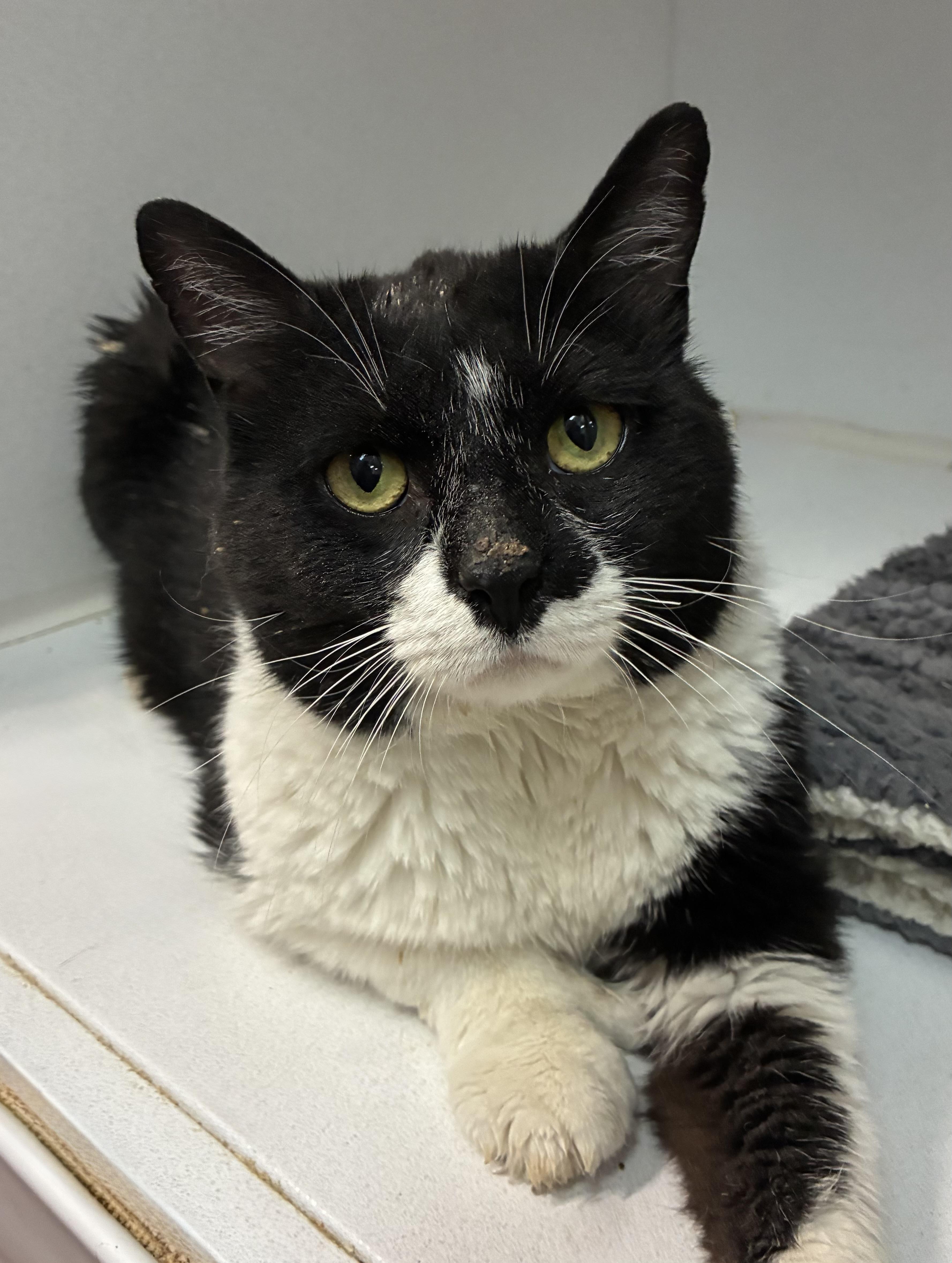 Jake (polydactyl), a ADOPTABLE Domestic Short Hair in Breinigsville, PA image 1/2