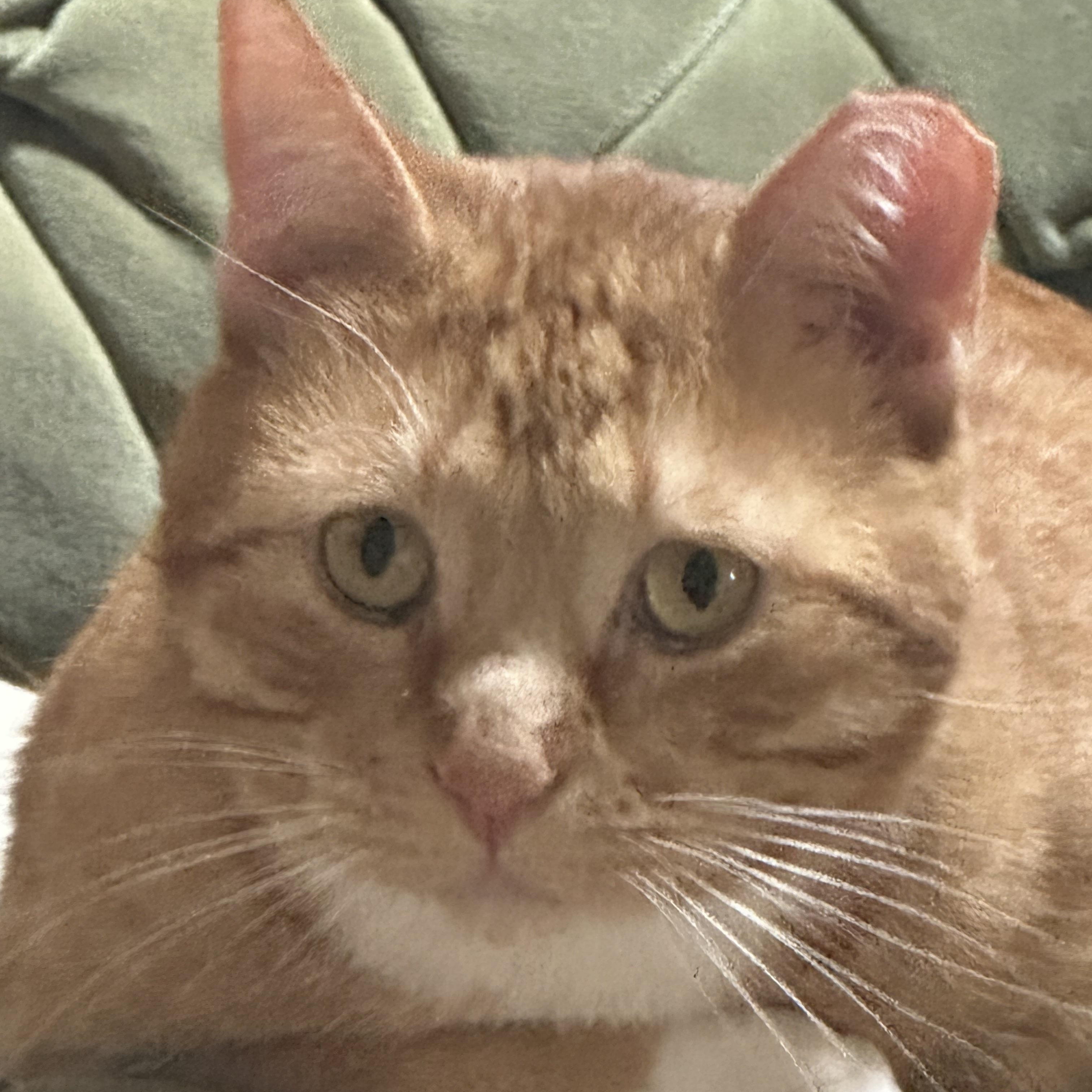 Enlarge Gus, a ADOPTABLE American Shorthair in Pueblo, CO image 2/5