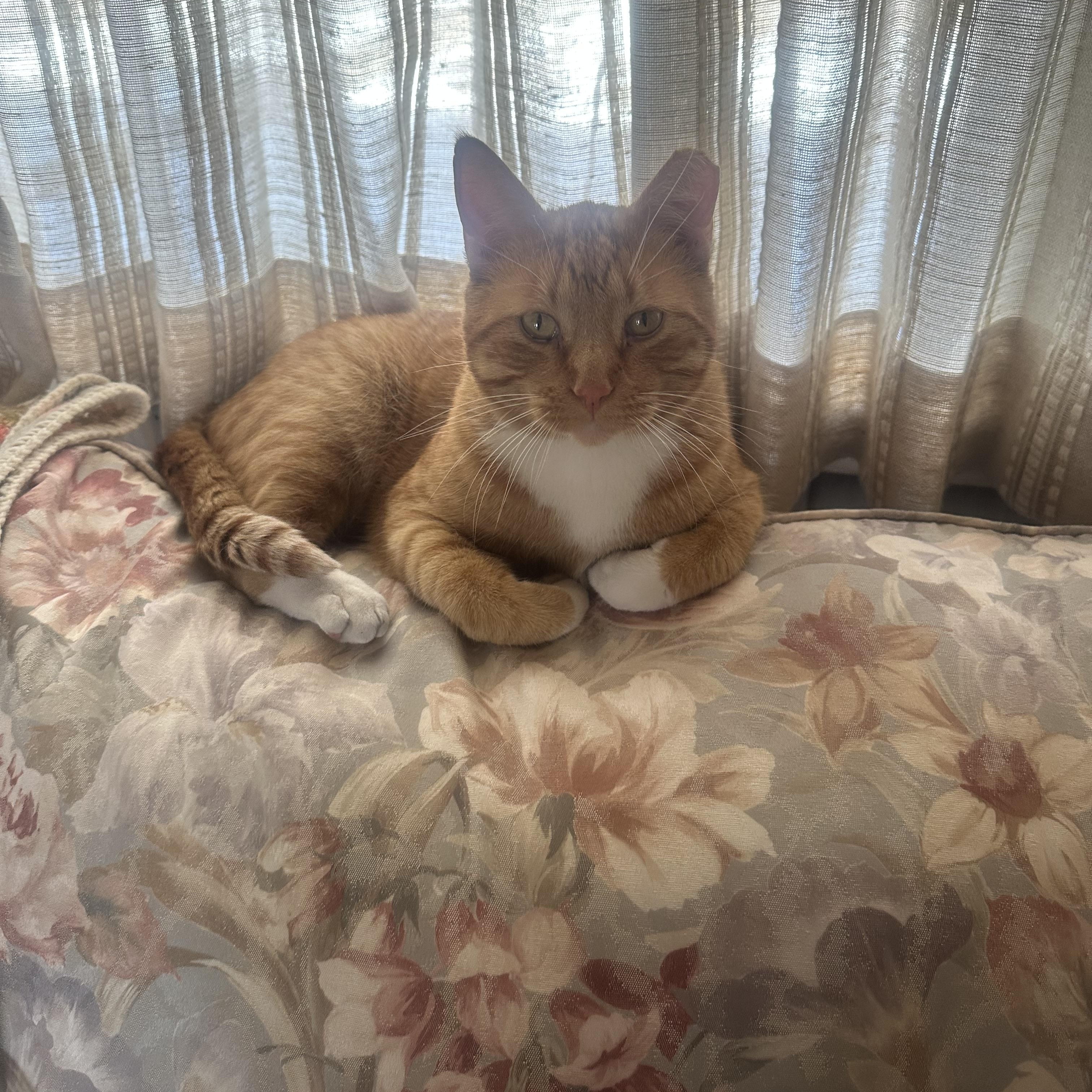Enlarge Gus, a ADOPTABLE American Shorthair in Pueblo, CO image 3/5