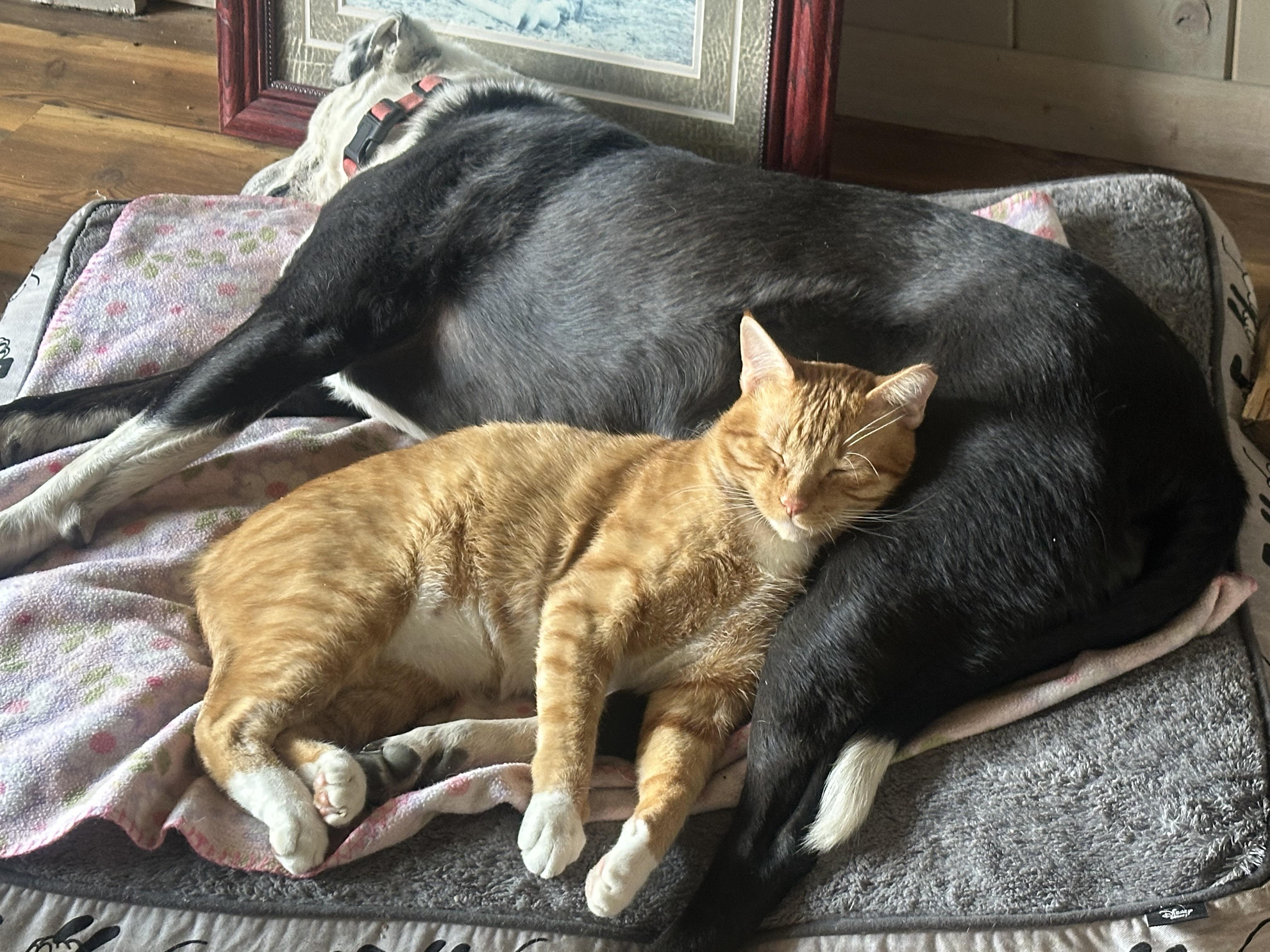 Enlarge Gus, a ADOPTABLE American Shorthair in Pueblo, CO image 5/5