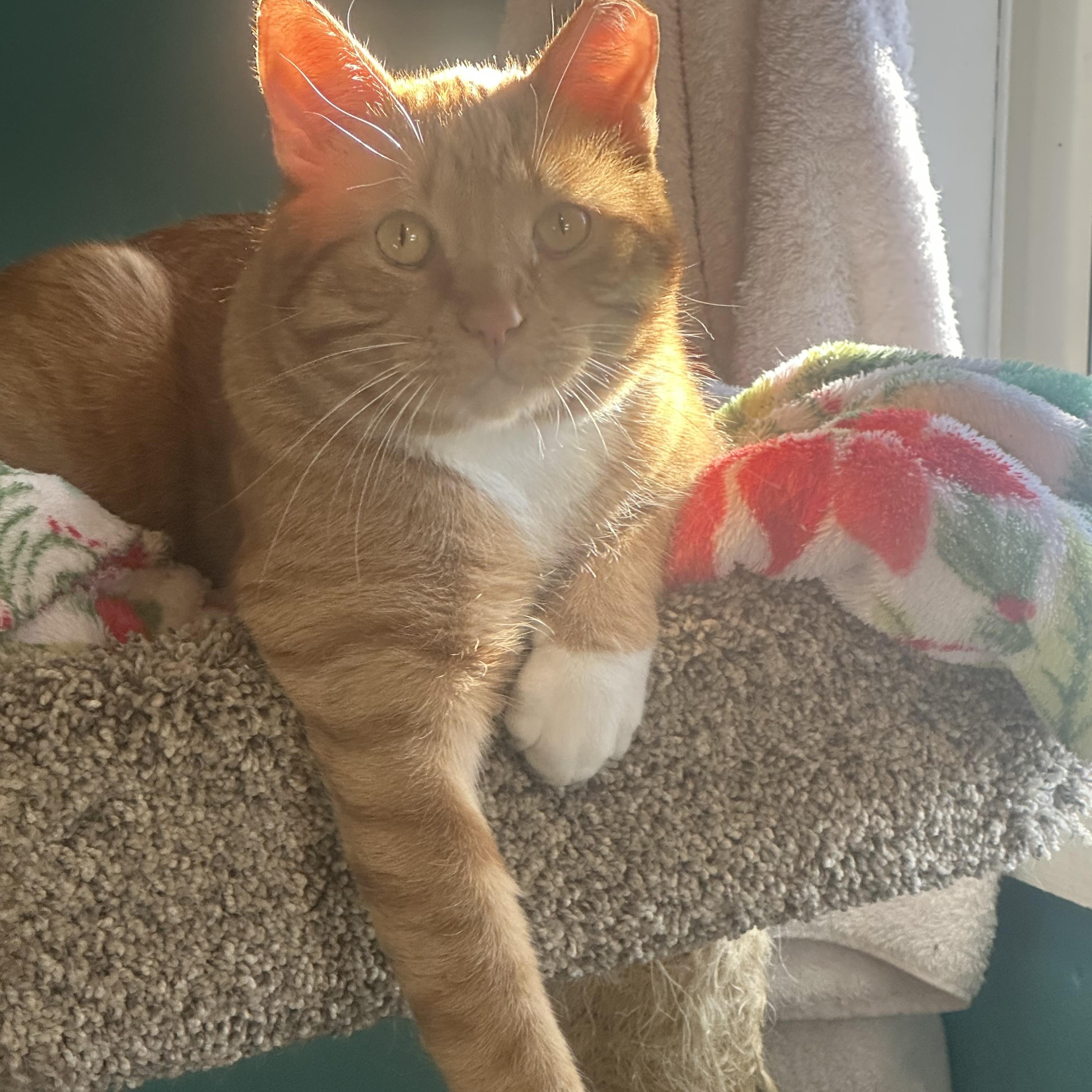 Enlarge Gus, a ADOPTABLE American Shorthair in Pueblo, CO image 4/5