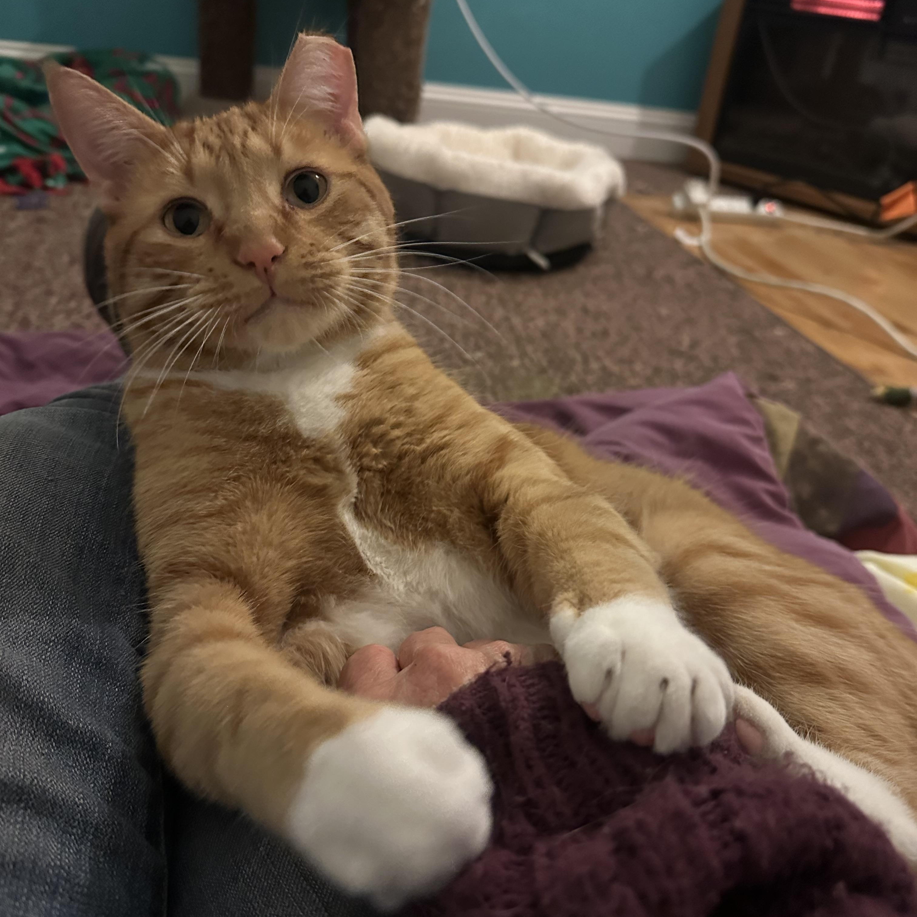 Gus, ADOPTABLE, Adult Male American Shorthair.