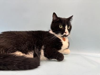 Enlarge Yang, a Adoptable mixed breed in Woodbury, MN image 1/1