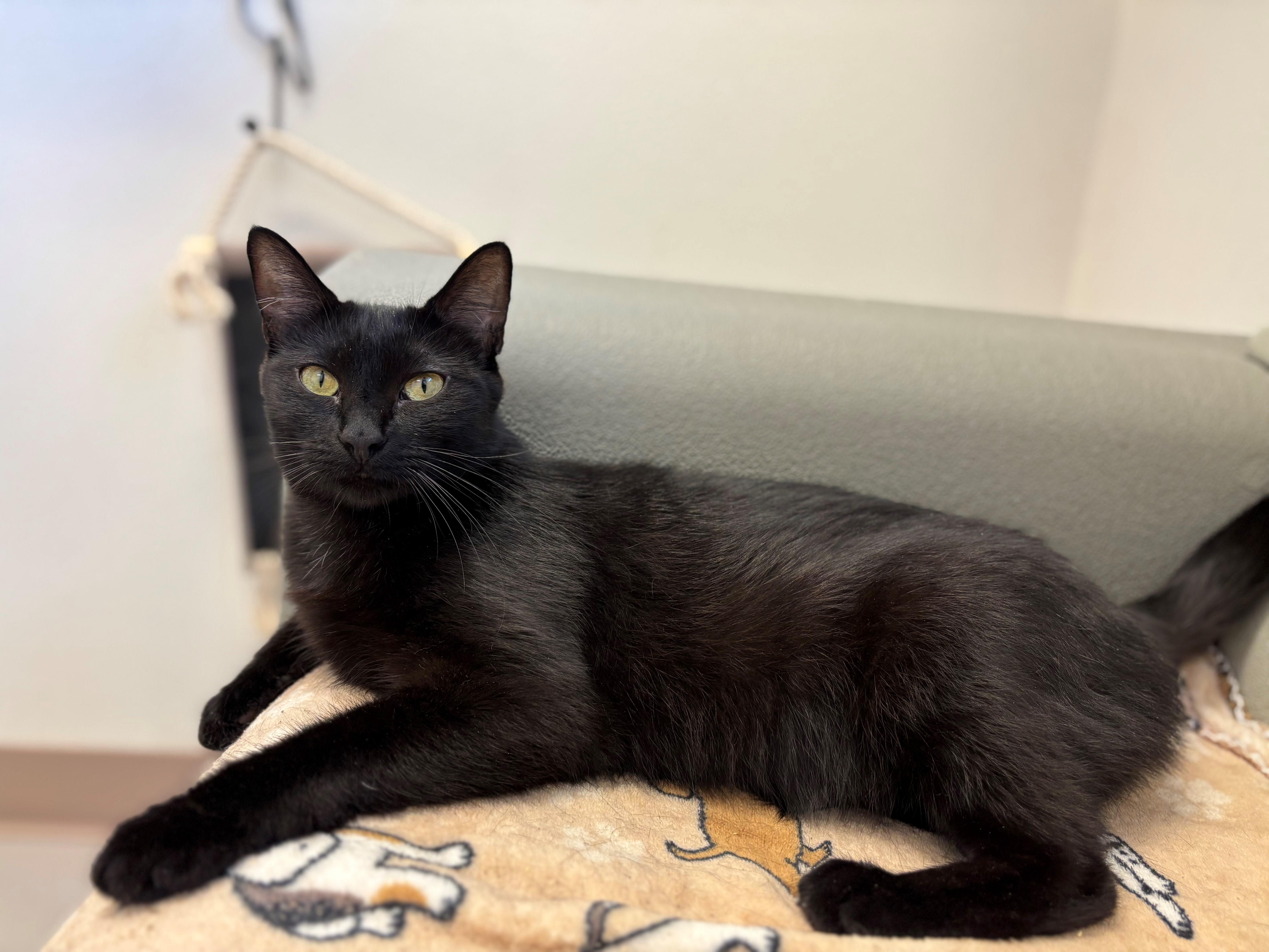 Oma, an adoptable Domestic Short Hair in Grants Pass, OR, 97526 | Photo Image 1