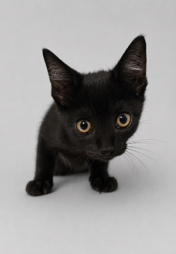 Enlarge Hulk, a Adoptable mixed breed in Wauchula, FL image 1/1
