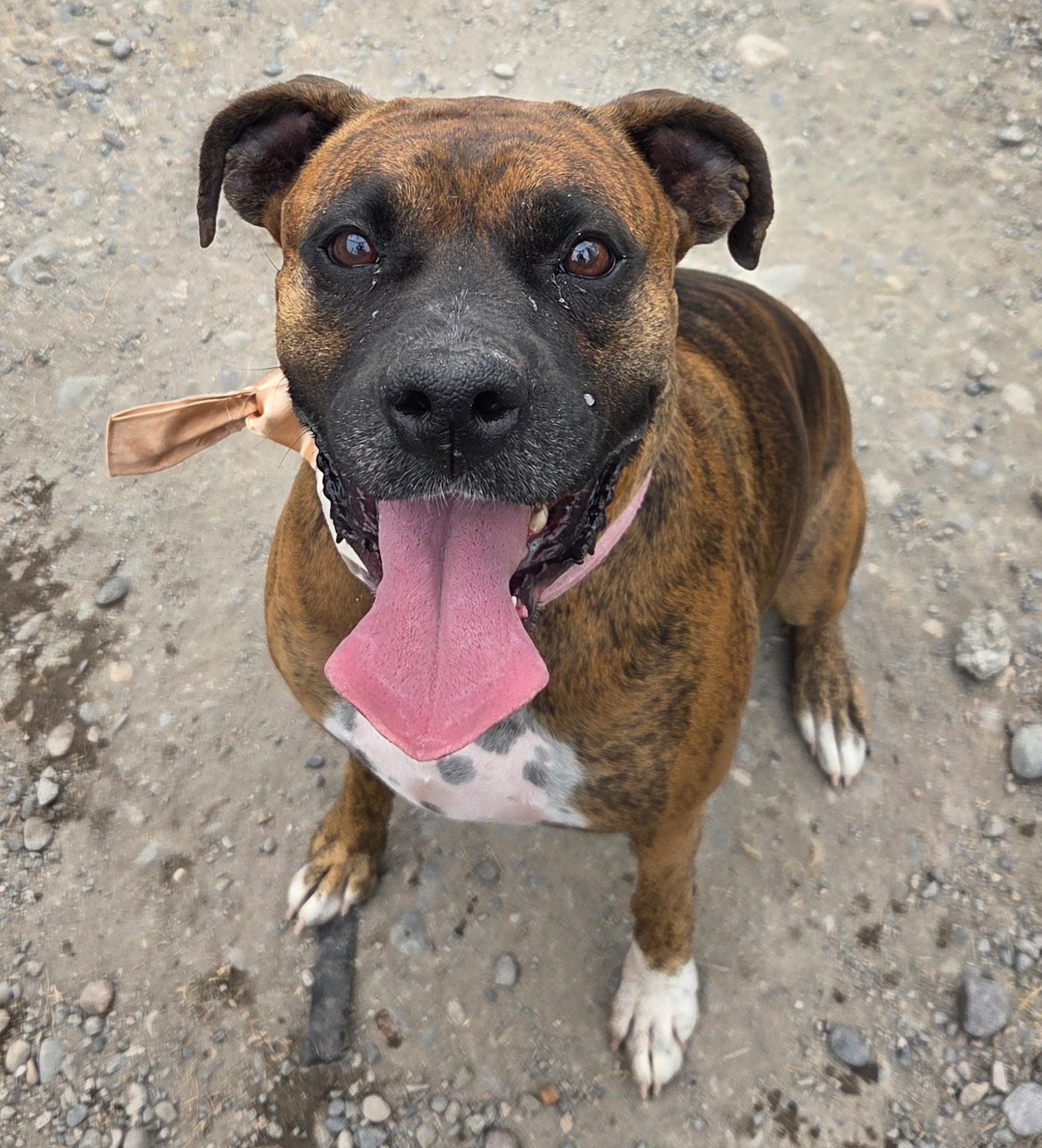 June, adopted, Adult Female Boxer.
