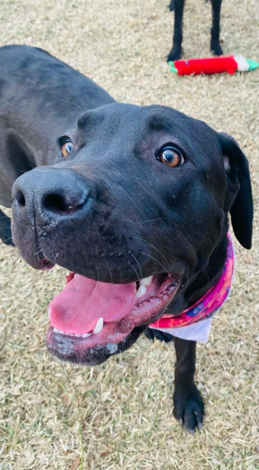 Enlarge Hanna, an adopted mixed breed in Sterling Heights, MI image 3/6