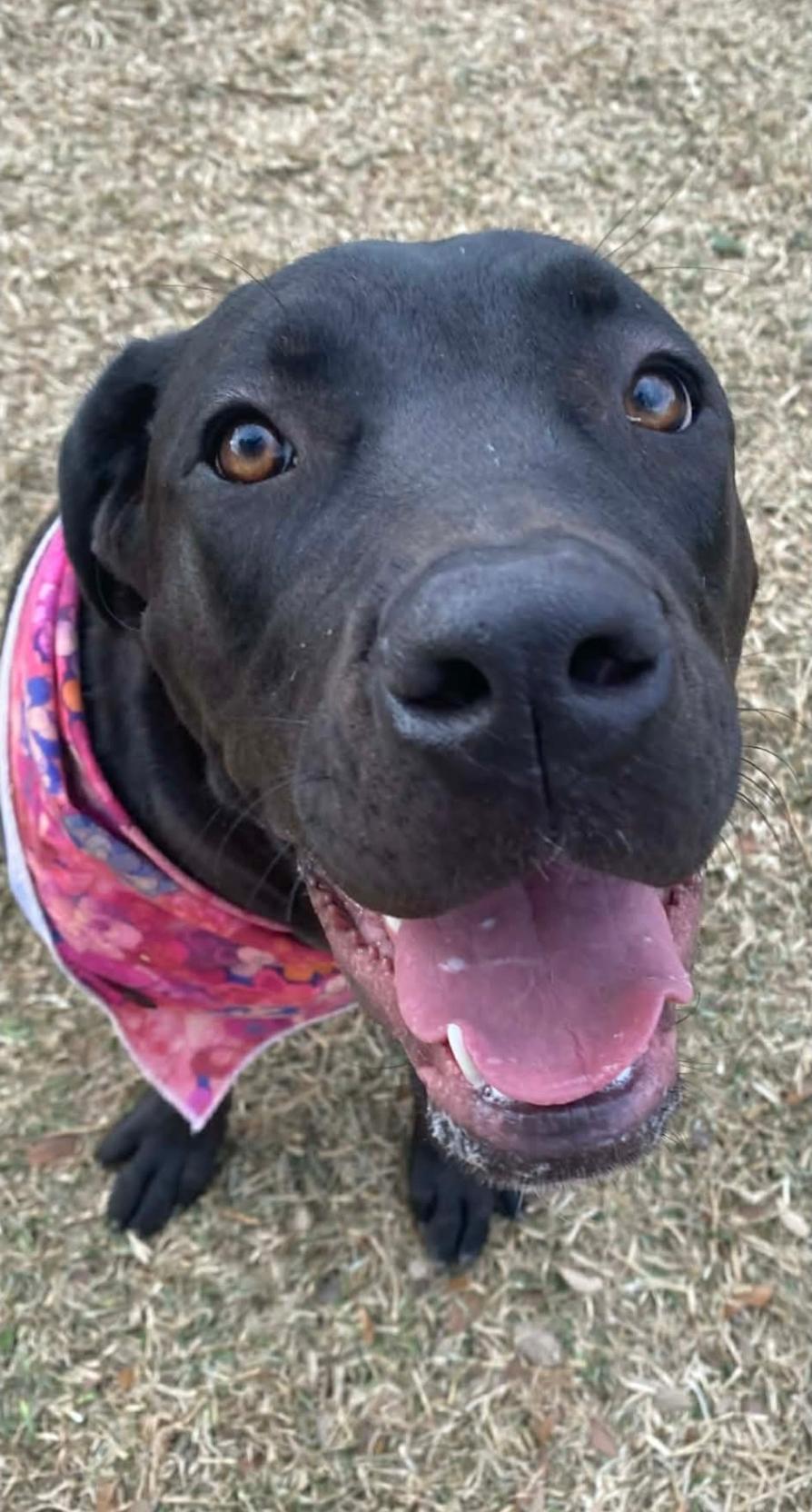 Enlarge Hanna, an adopted mixed breed in Sterling Heights, MI image 2/6