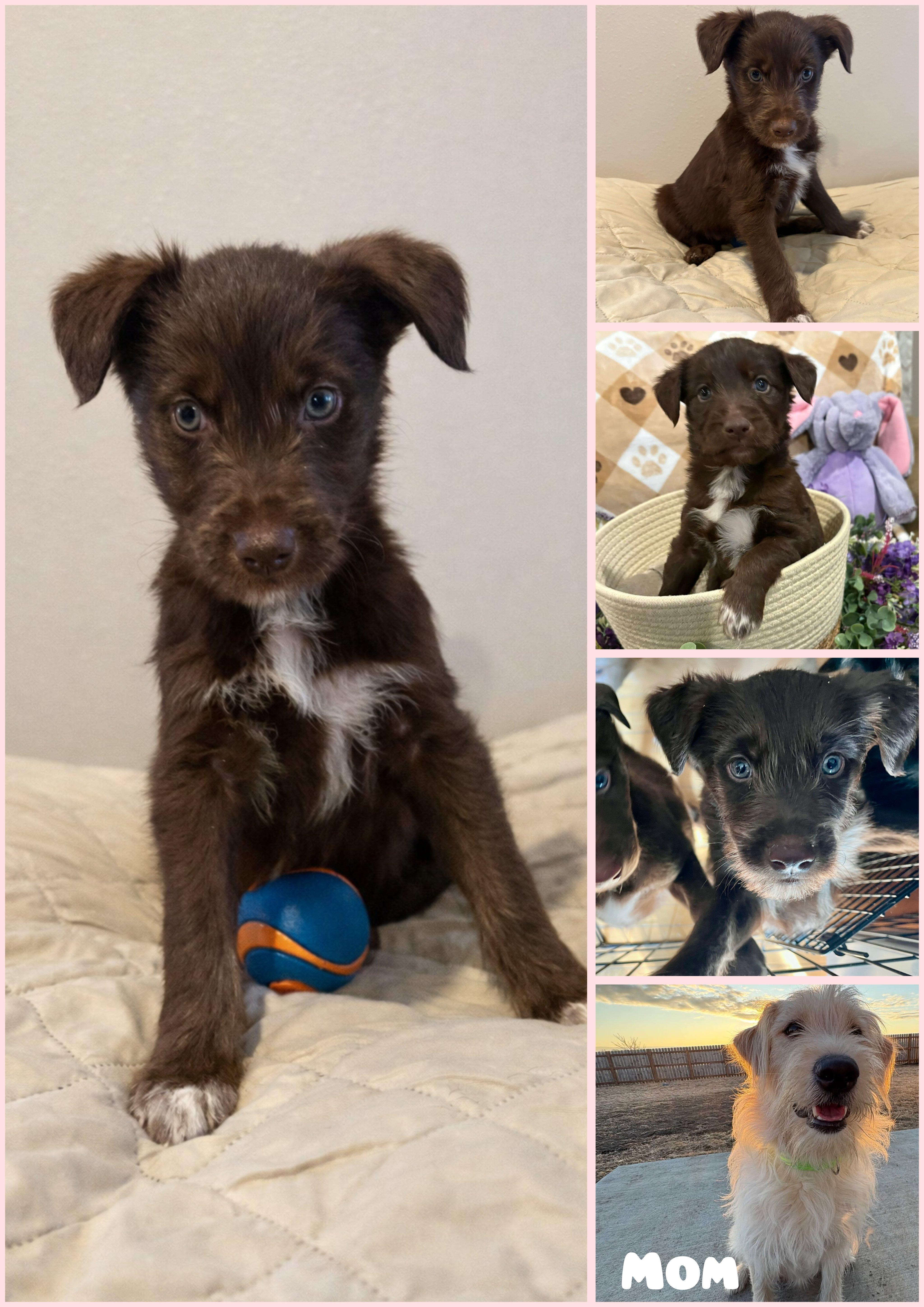 Enlarge Tilly, a ADOPTABLE mixed breed in Sawyer, ND image 4/5