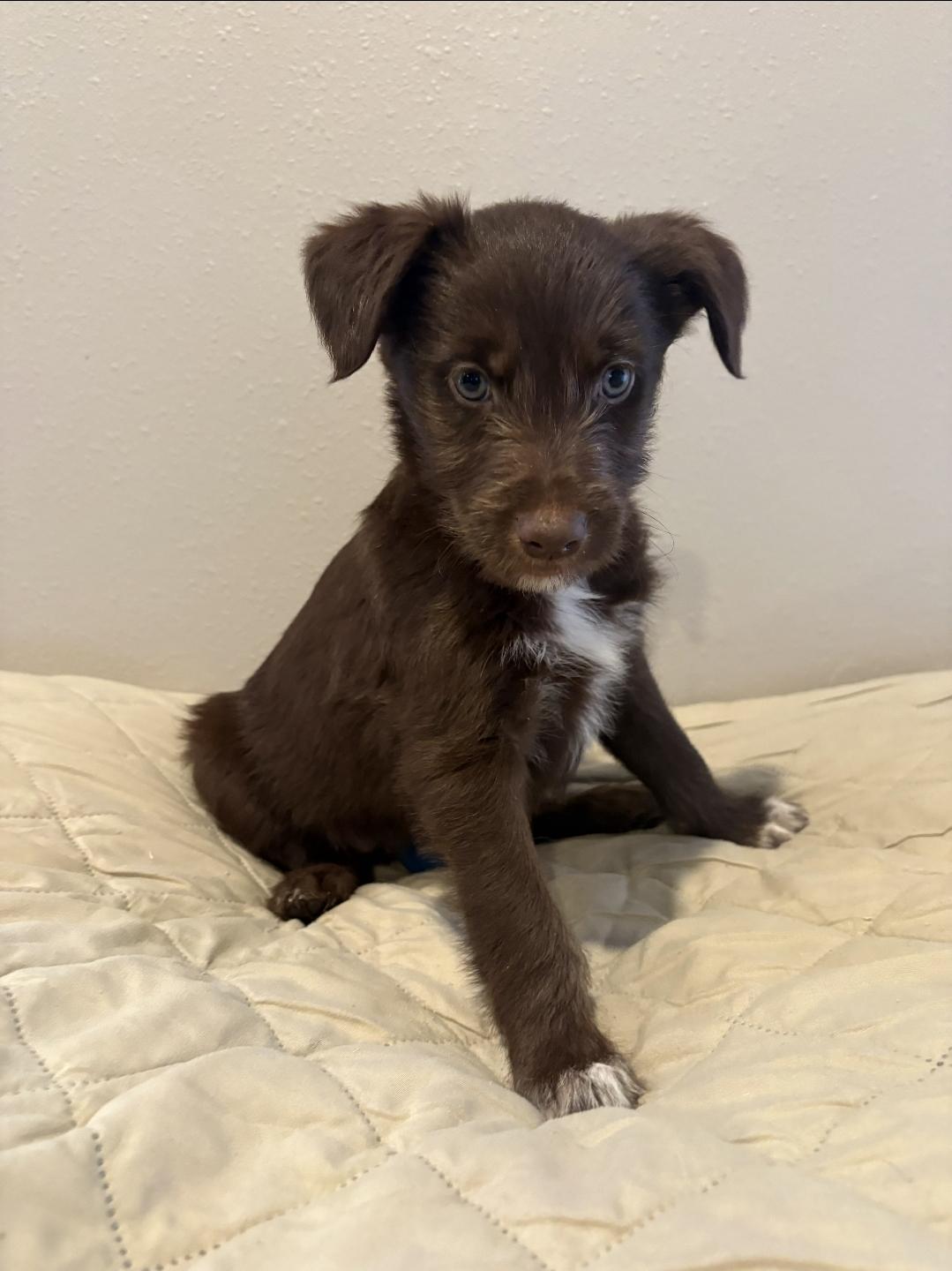 Enlarge Tilly, a ADOPTABLE mixed breed in Sawyer, ND image 2/5