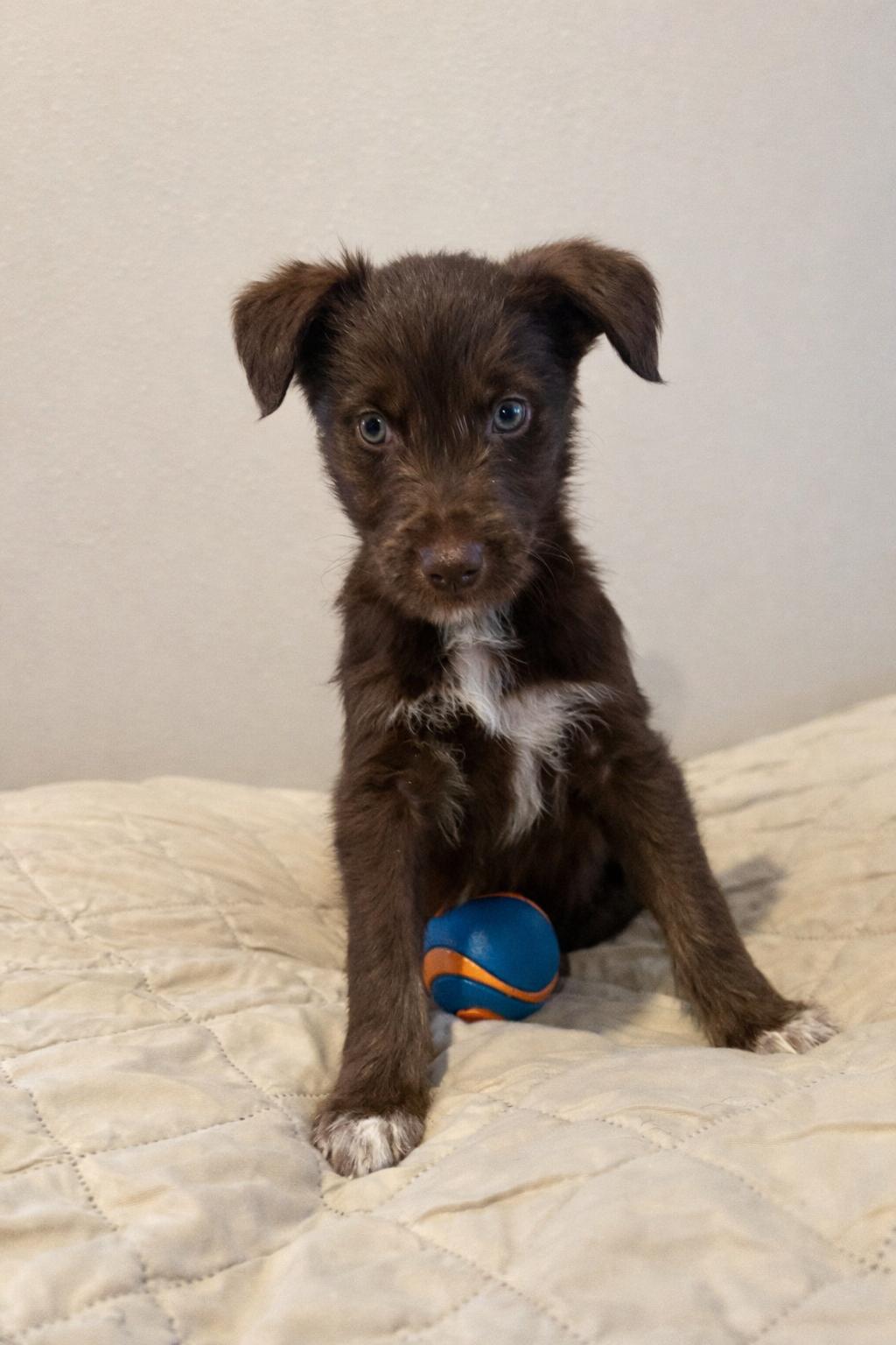 Tilly, ADOPTABLE, Puppy Female Goldendoodle & Chocolate Labrador Retriever.
