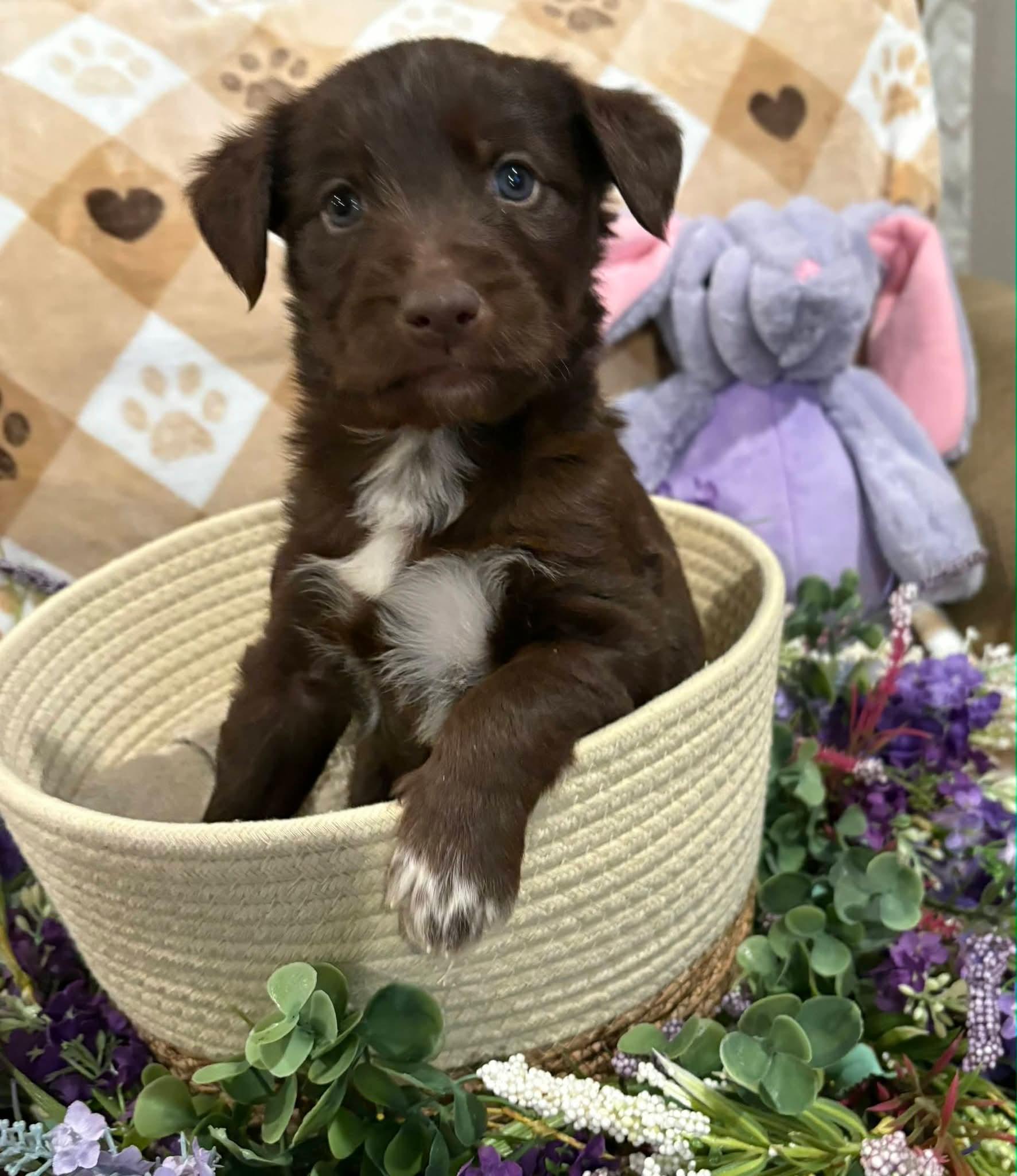 Enlarge Tilly, a ADOPTABLE mixed breed in Sawyer, ND image 3/5