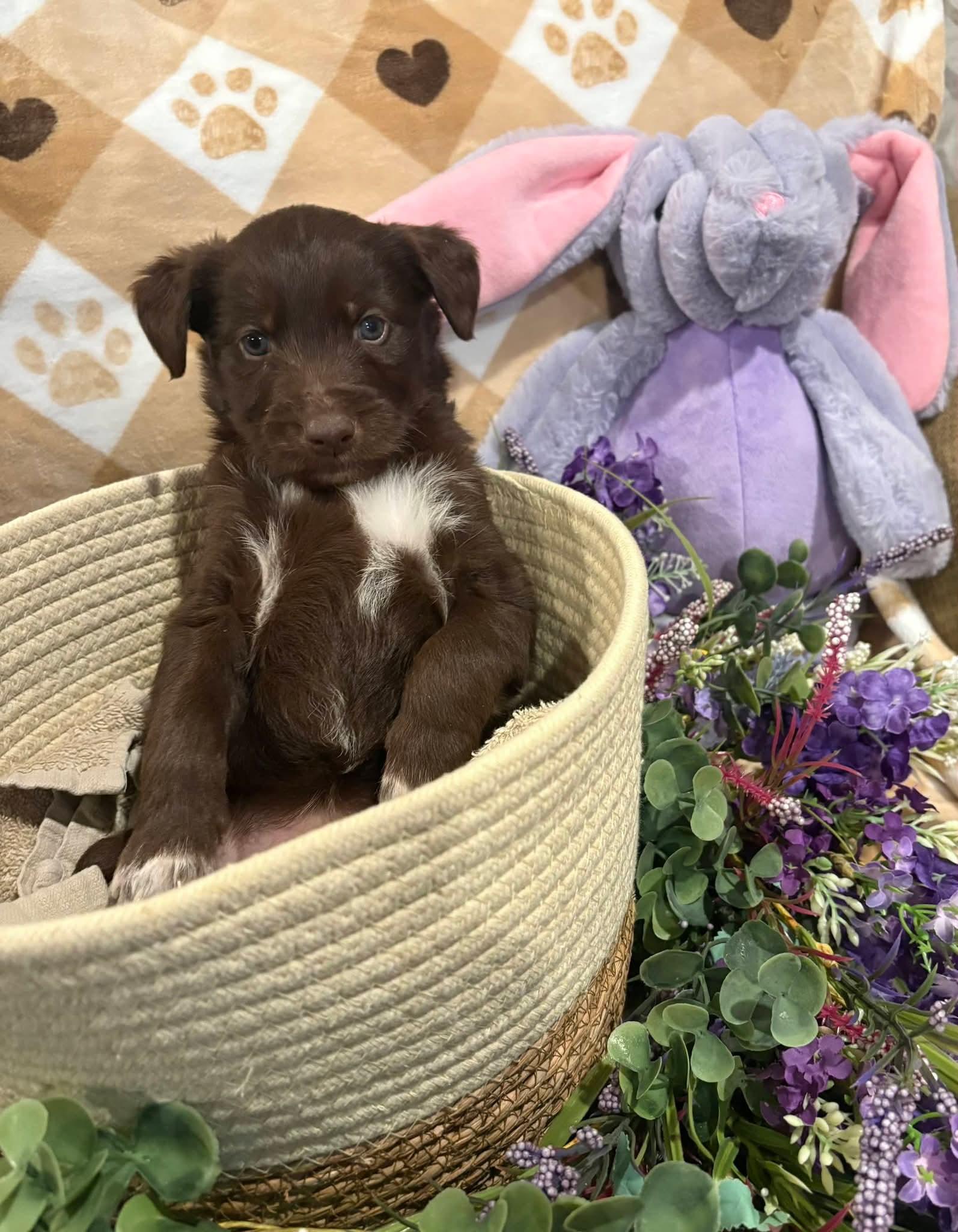 Enlarge Tilly, a ADOPTABLE mixed breed in Sawyer, ND image 5/5