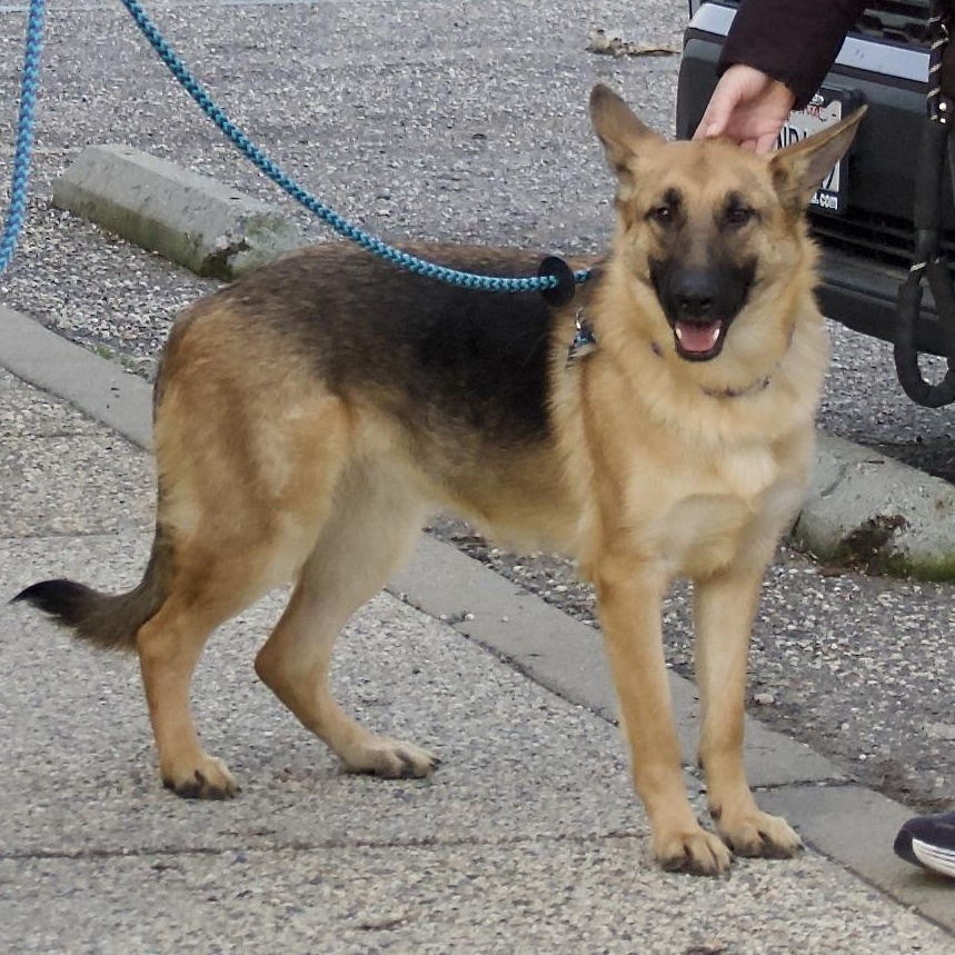 Kalina, a Adoptable Shepherd in Grass Valley, CA image 1/5