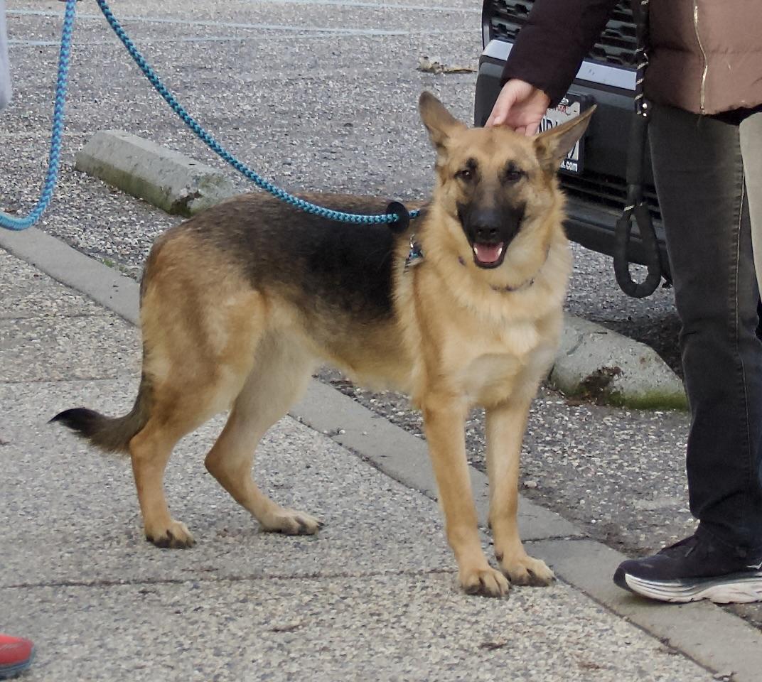 Enlarge Kalina, a Adoptable Shepherd in Grass Valley, CA image 1/5