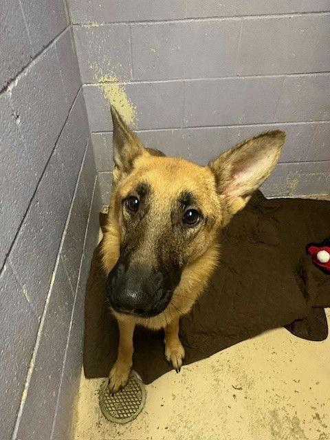 Enlarge Kalina, a Adoptable Shepherd in Grass Valley, CA image 2/5