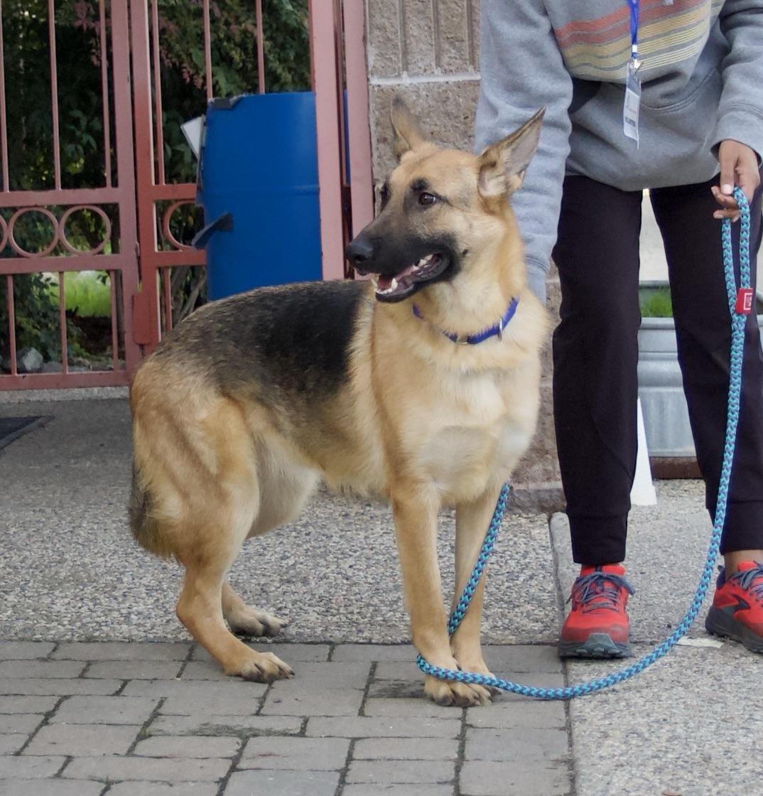 Enlarge Kalina, a Adoptable Shepherd in Grass Valley, CA image 3/5