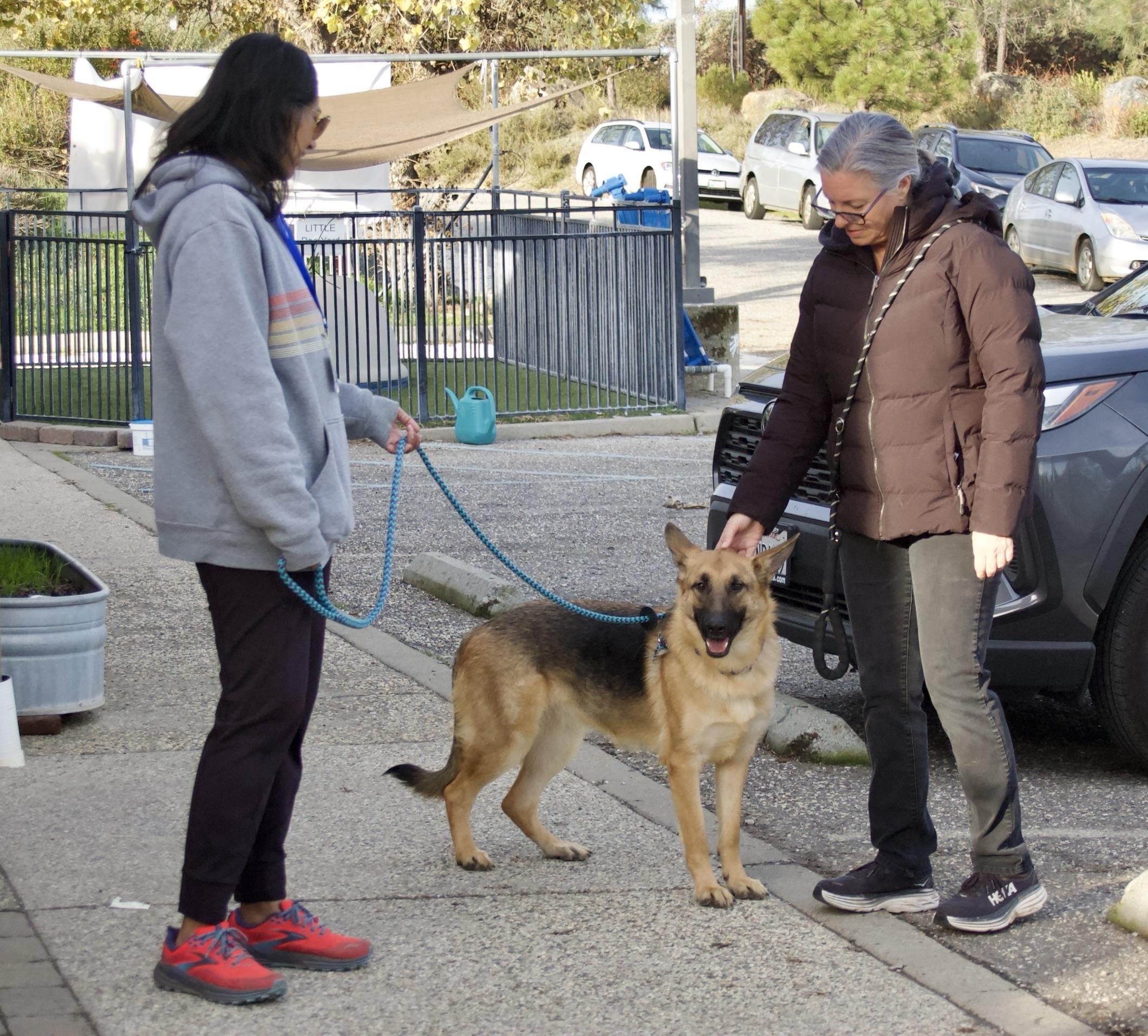 Enlarge Kalina, a Adoptable Shepherd in Grass Valley, CA image 4/5