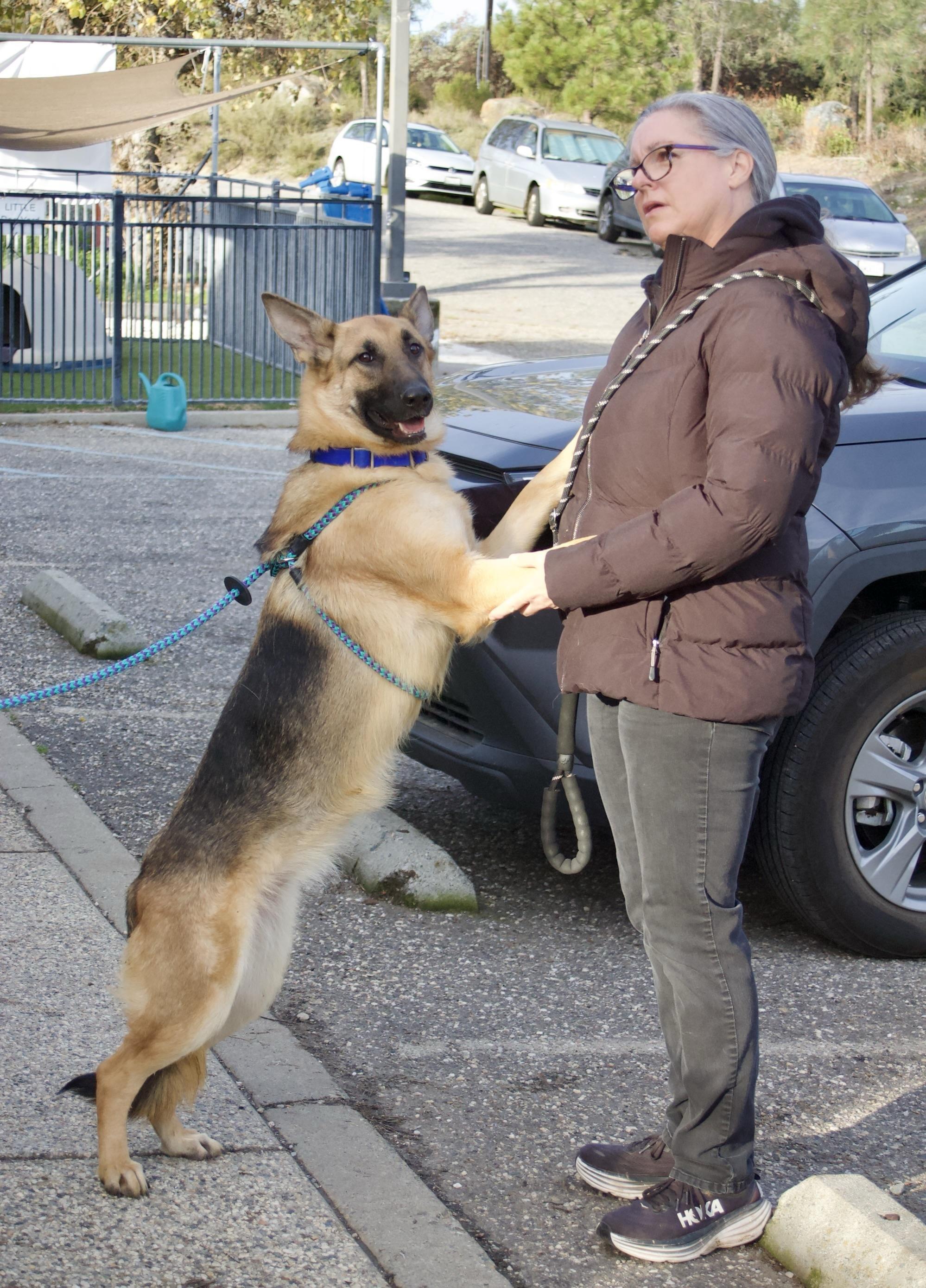 Enlarge Kalina, a Adoptable Shepherd in Grass Valley, CA image 5/5
