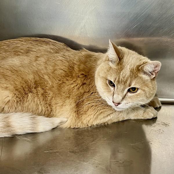 Morris, Adoptable, Senior Male Domestic Short Hair.