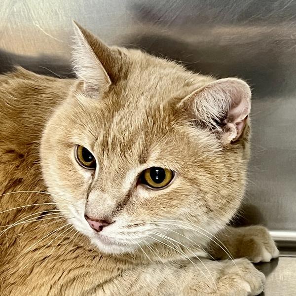 Morris, a Adoptable mixed breed in Sioux City, IA image 2/2