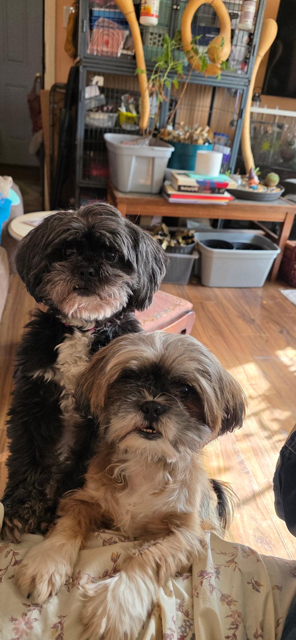 Hannah, a ADOPTABLE Shih Tzu in Candler, NC image 2/3