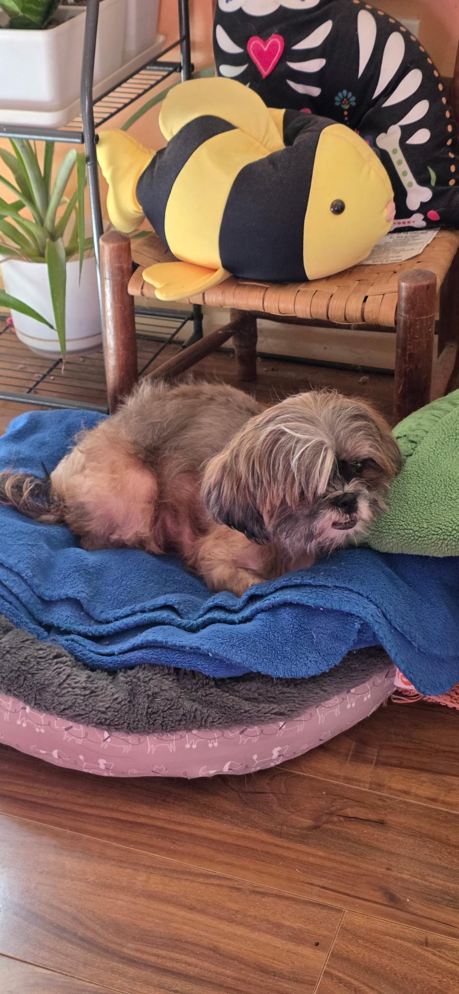 Hannah, a ADOPTABLE Shih Tzu in Candler, NC image 3/3