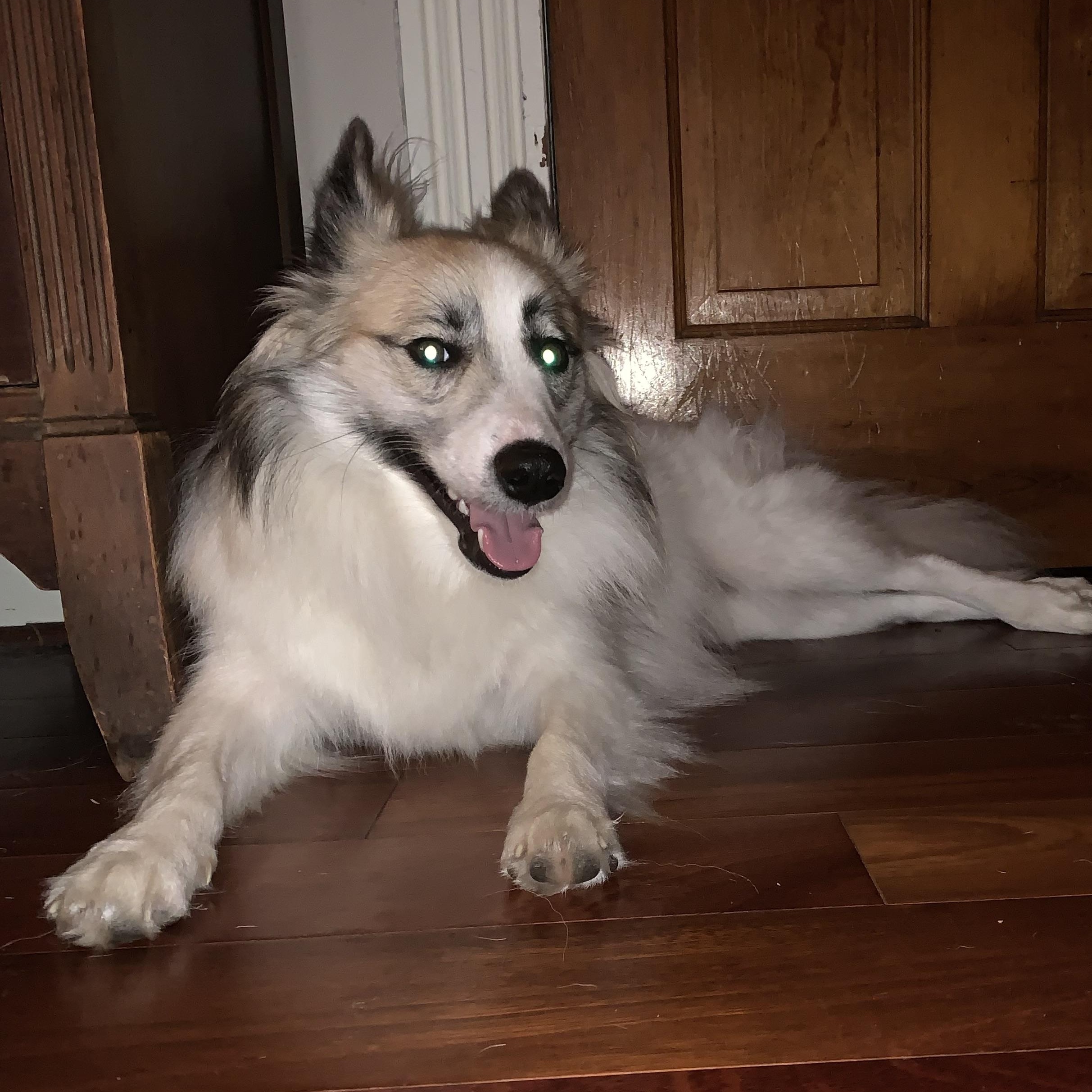 Vergil, a Adoptable Border Collie in Rochester, NY image 1/2