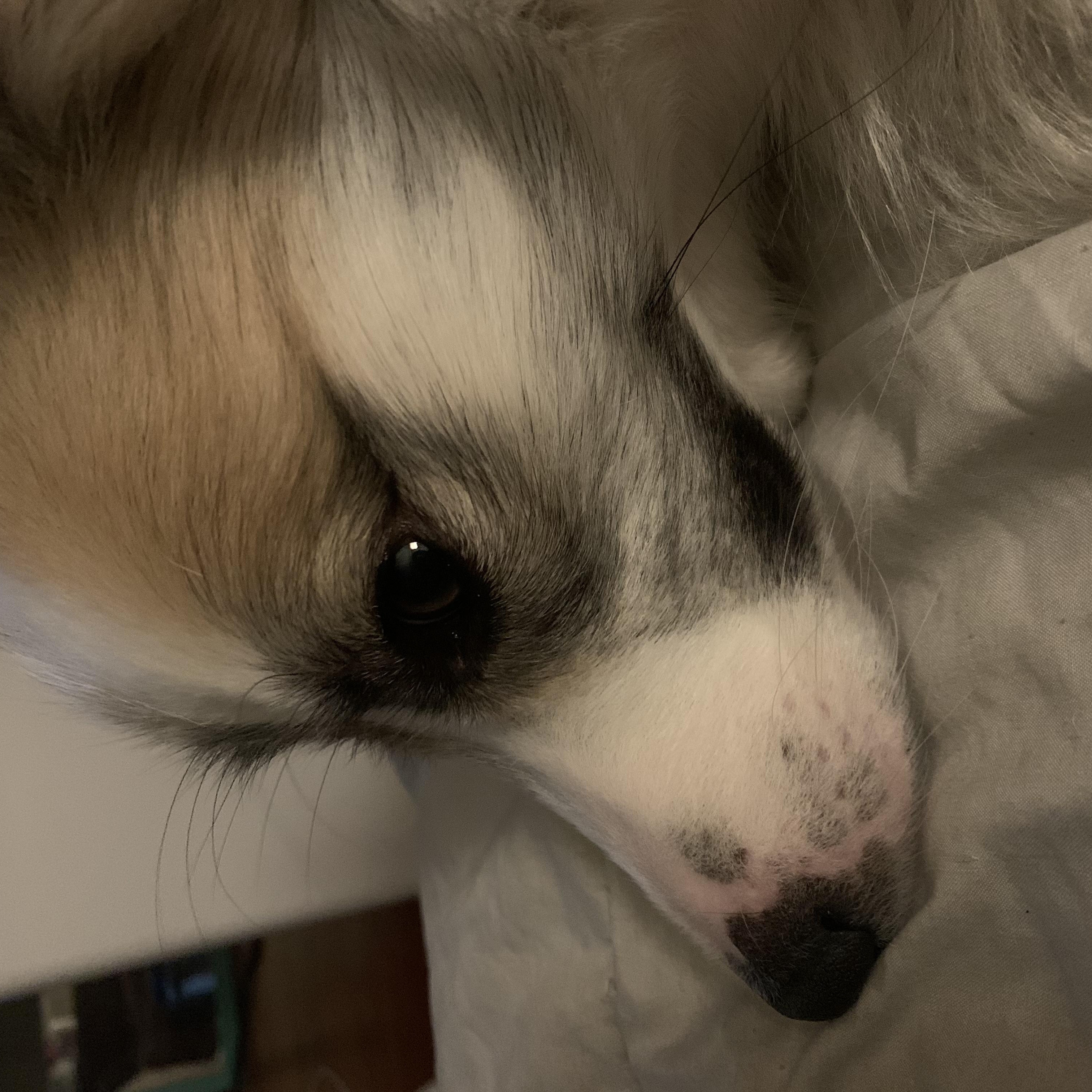 Vergil, a Adoptable Border Collie in Rochester, NY image 2/2