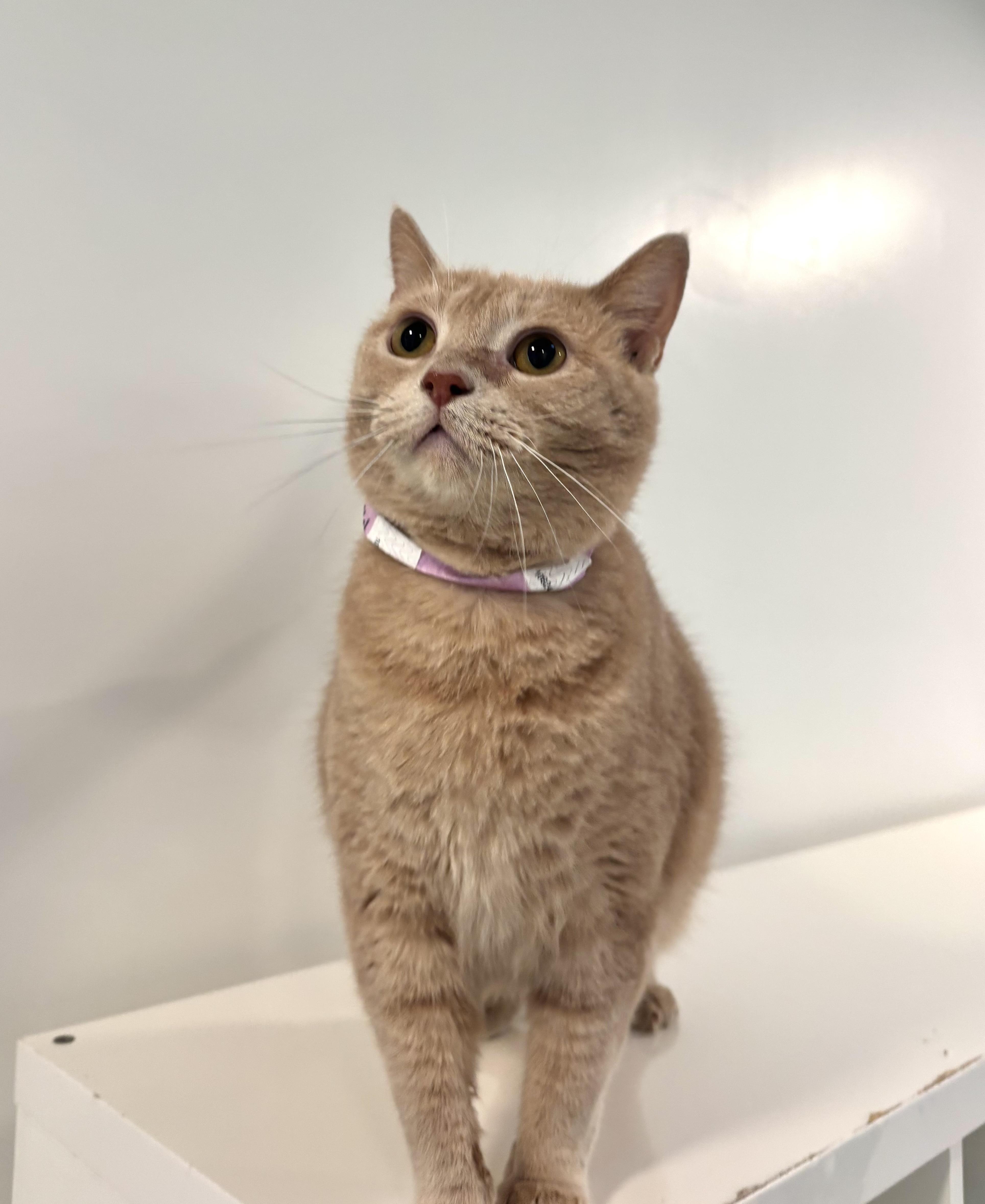 Enlarge Monoco, a Adoptable Domestic Short Hair in Chicago, IL image 1/5