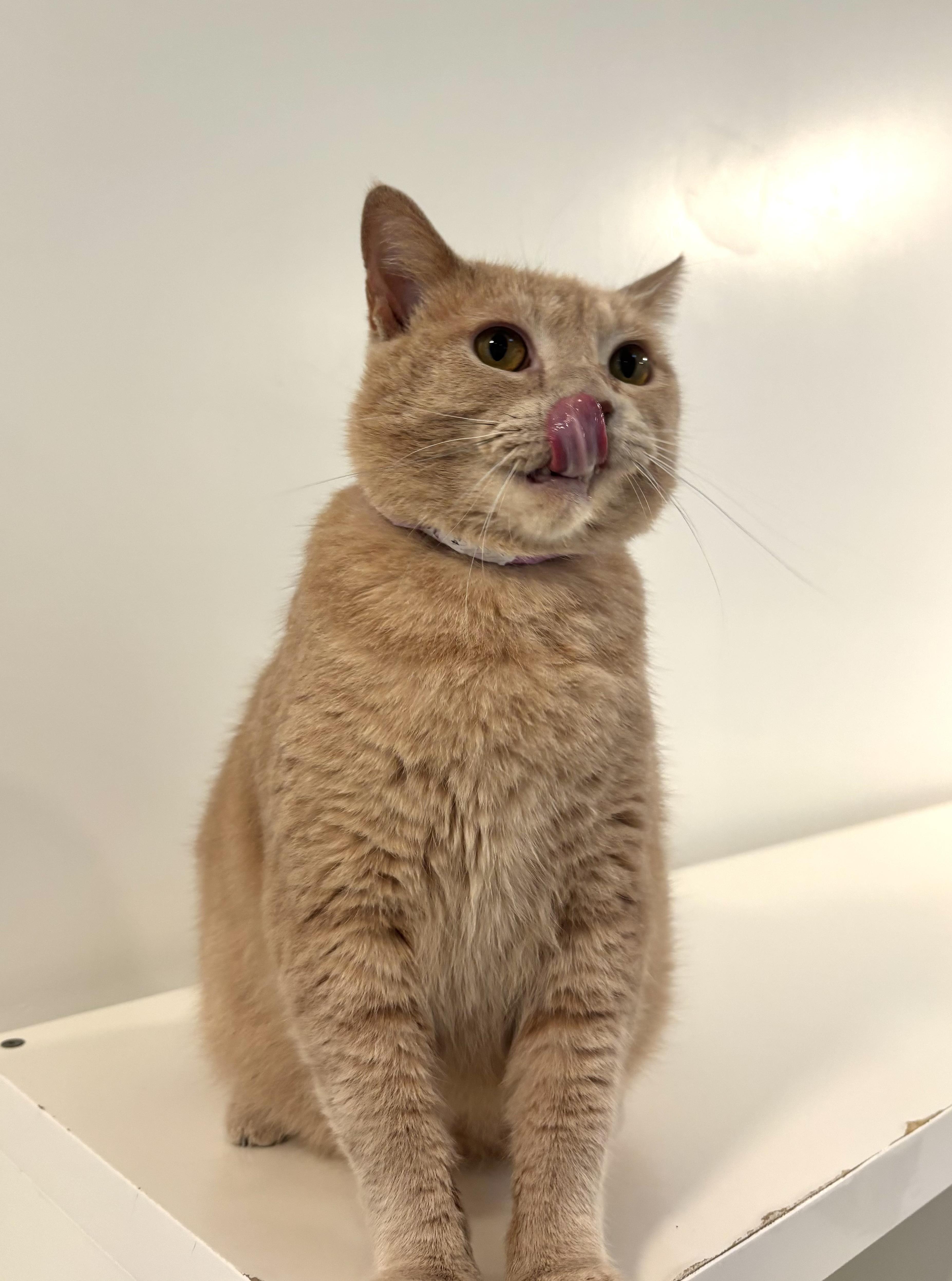 Enlarge Monoco, a Adoptable Domestic Short Hair in Chicago, IL image 3/5