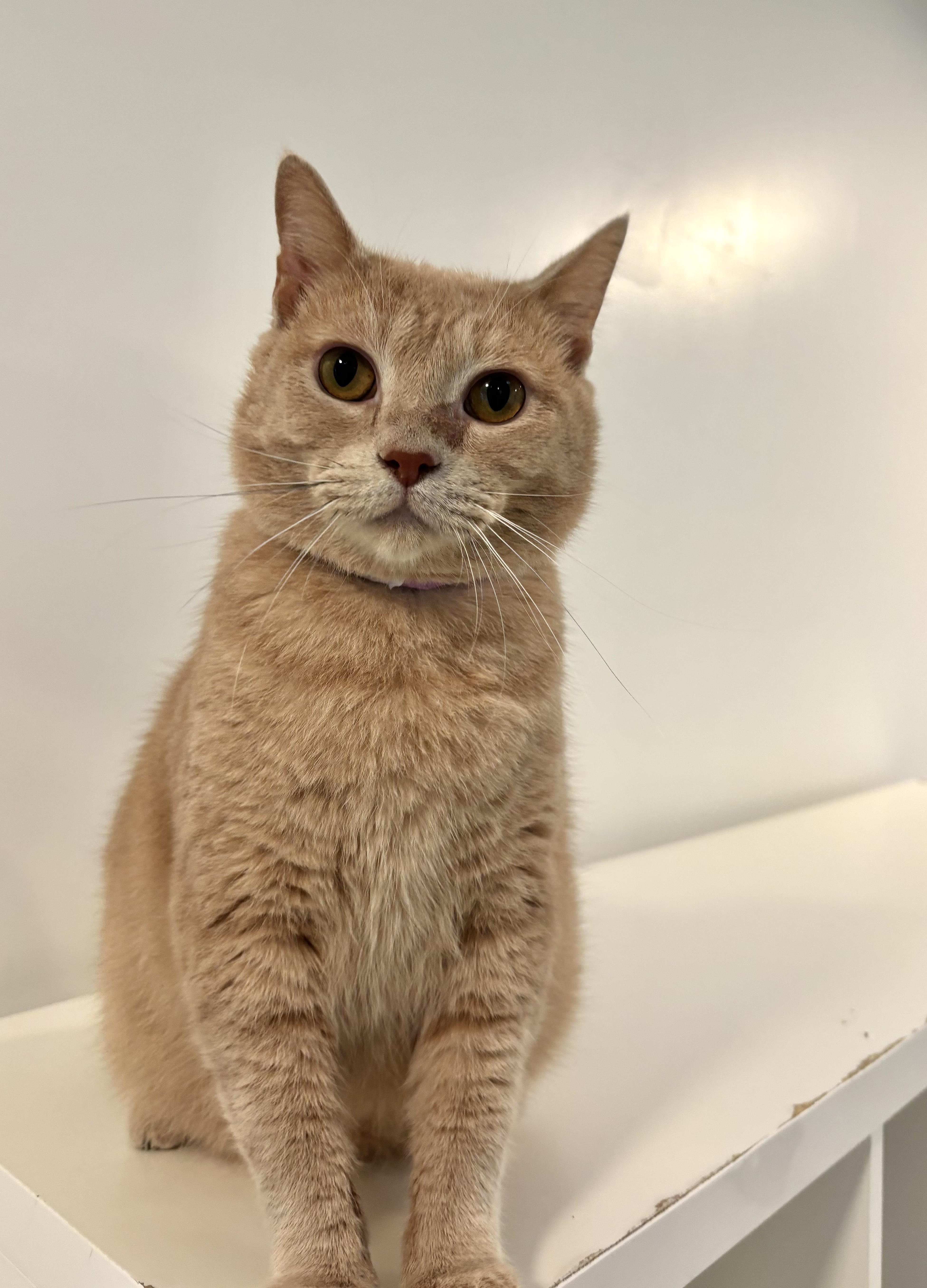 Enlarge Monoco, a Adoptable Domestic Short Hair in Chicago, IL image 4/5