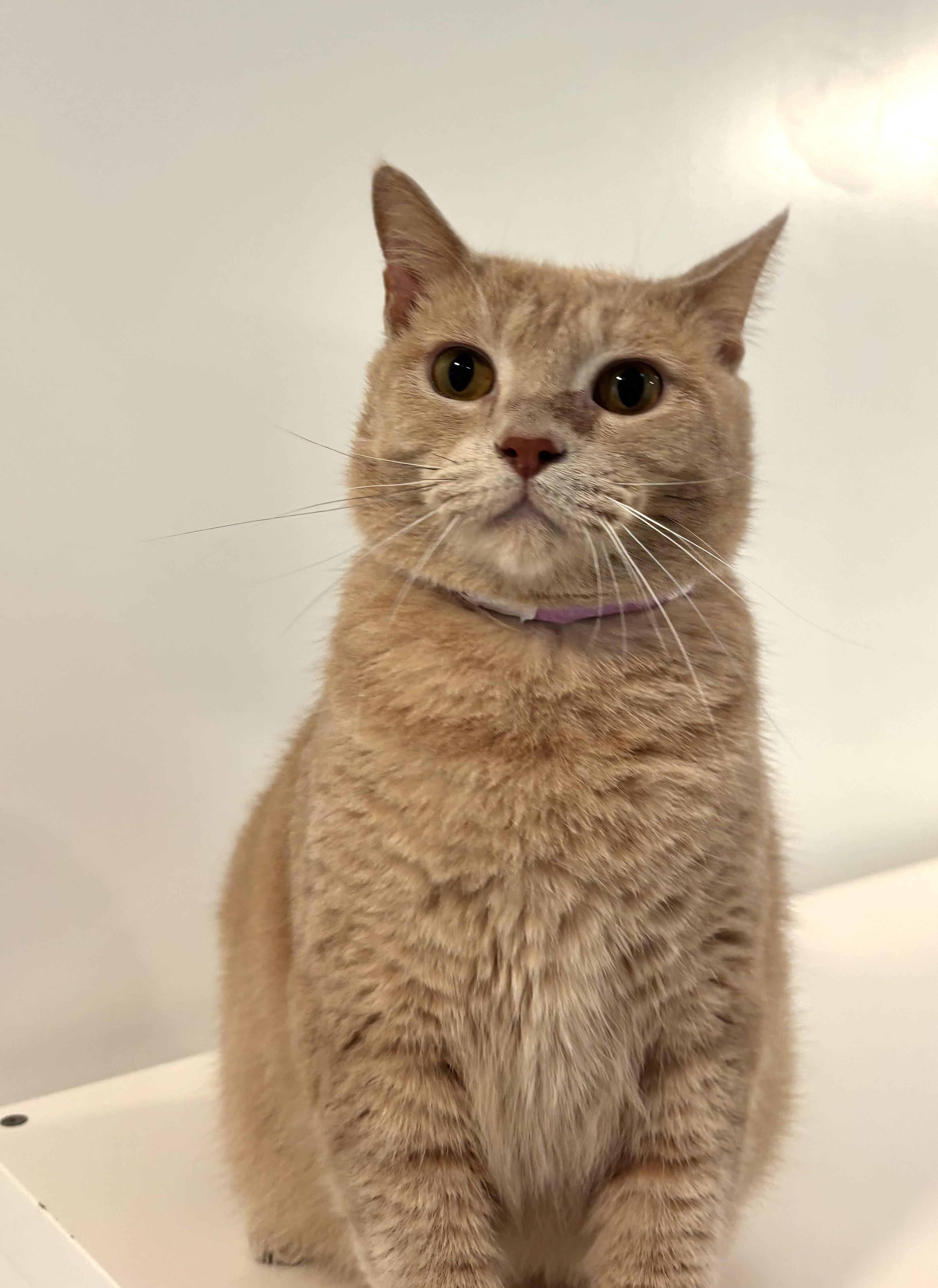 Enlarge Monoco, a Adoptable Domestic Short Hair in Chicago, IL image 5/5