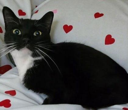 Enlarge Heidi, a Adoptable Domestic Short Hair in Sullivan, IN image 1/2