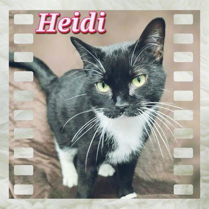 Enlarge Heidi, a Adoptable Domestic Short Hair in Sullivan, IN image 2/2