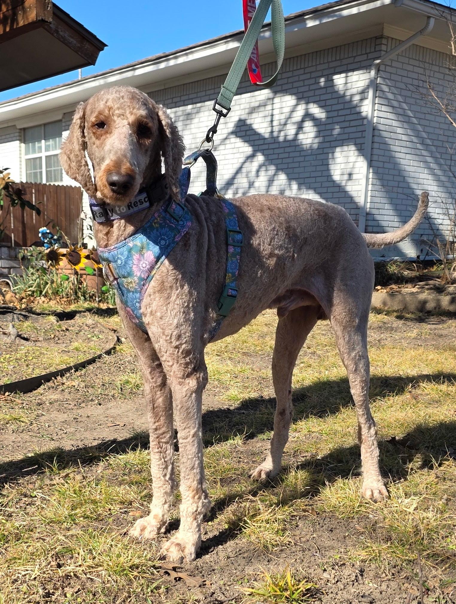 Estes, adopted, Adult Male Goldendoodle.