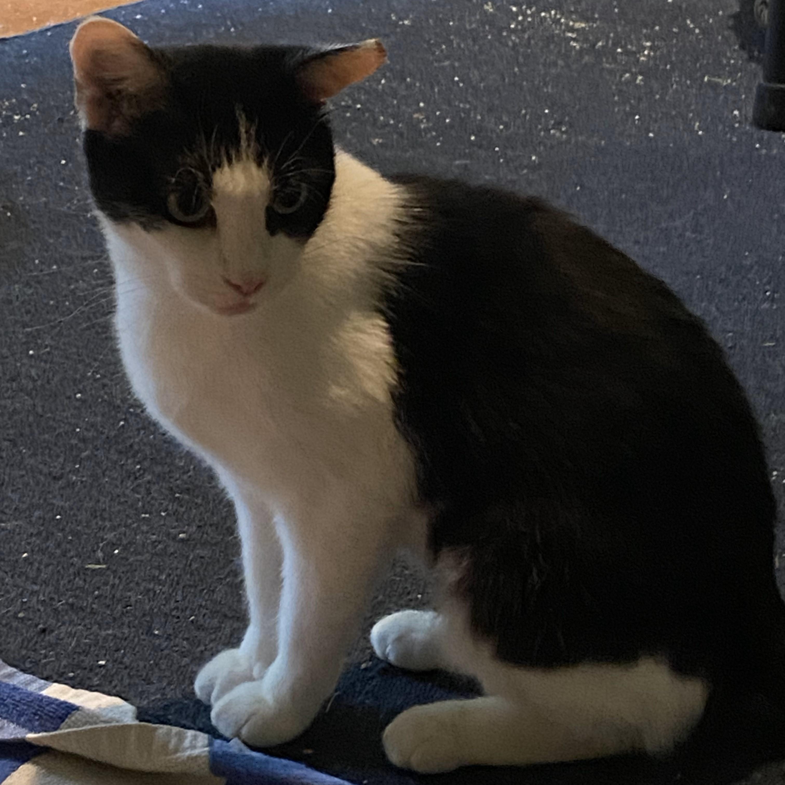 Molly, a Adoptable Domestic Short Hair in Gastonia, NC image 1/4