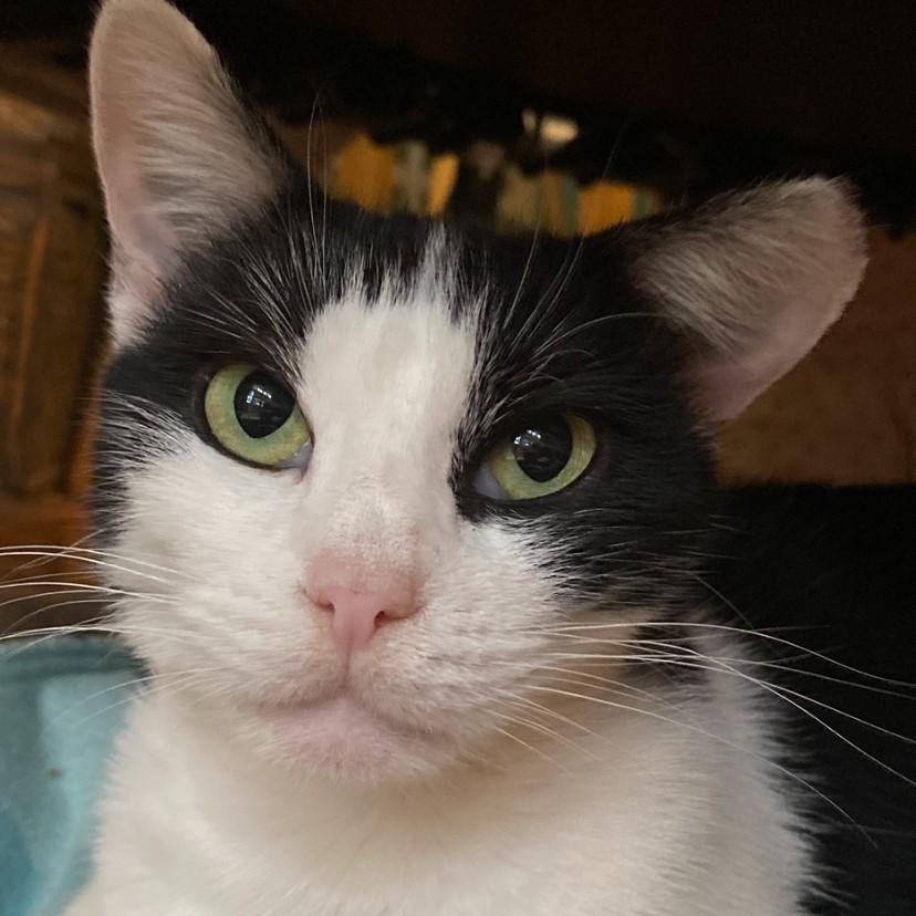 Molly, a Adoptable Domestic Short Hair in Gastonia, NC image 4/4