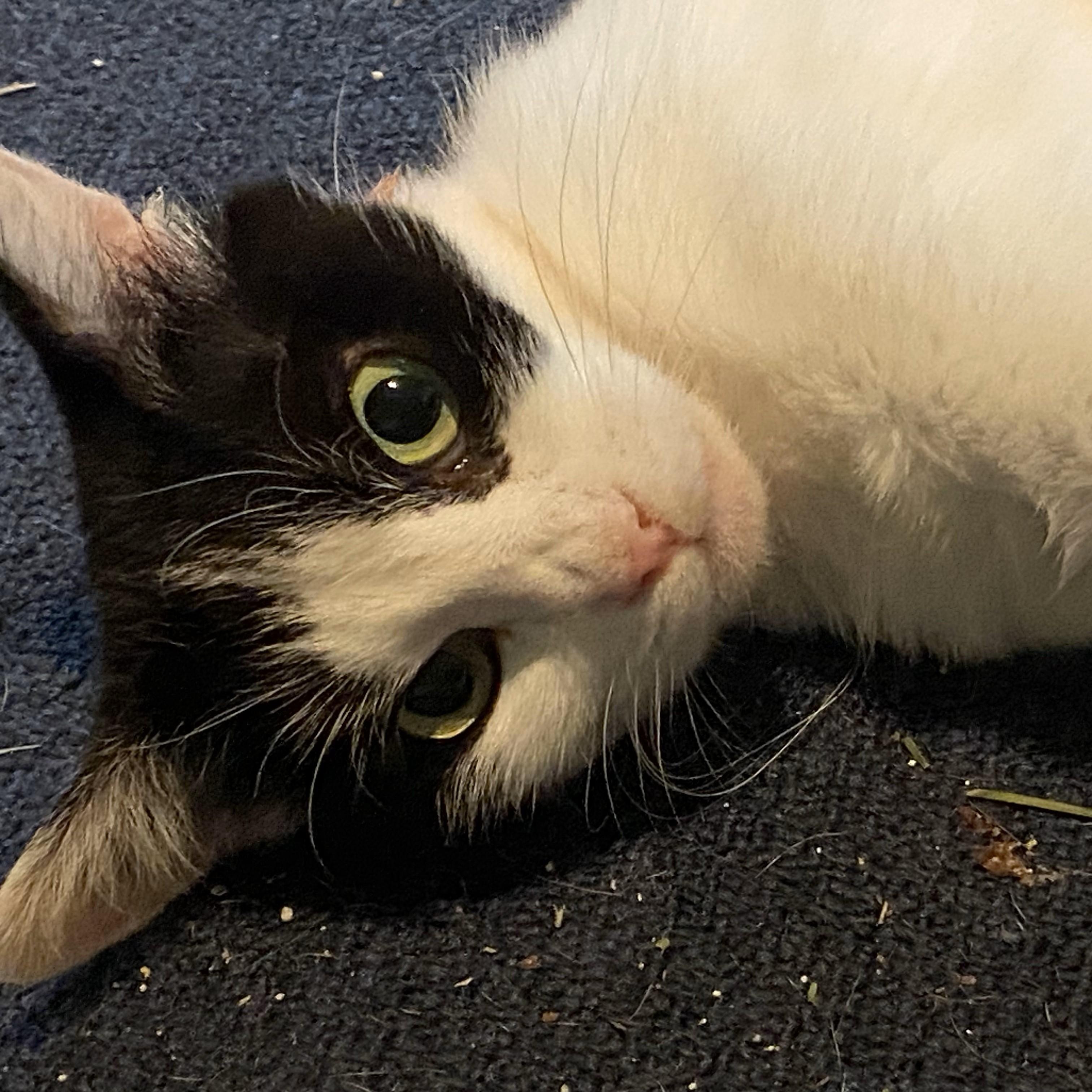 Molly, a Adoptable Domestic Short Hair in Gastonia, NC image 3/4