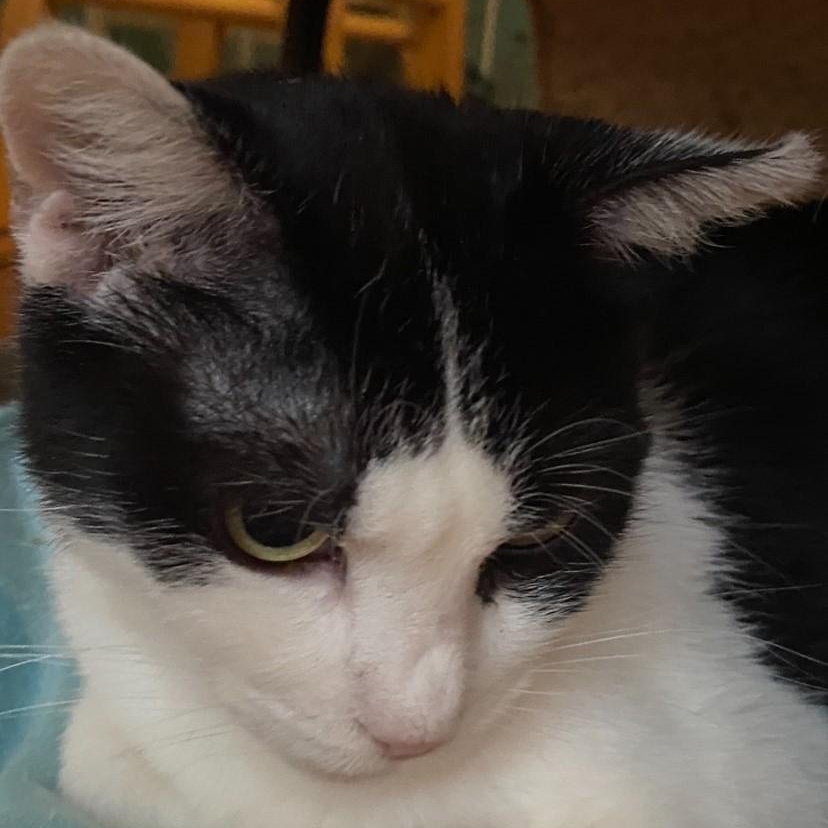 Molly, a Adoptable Domestic Short Hair in Gastonia, NC image 2/4