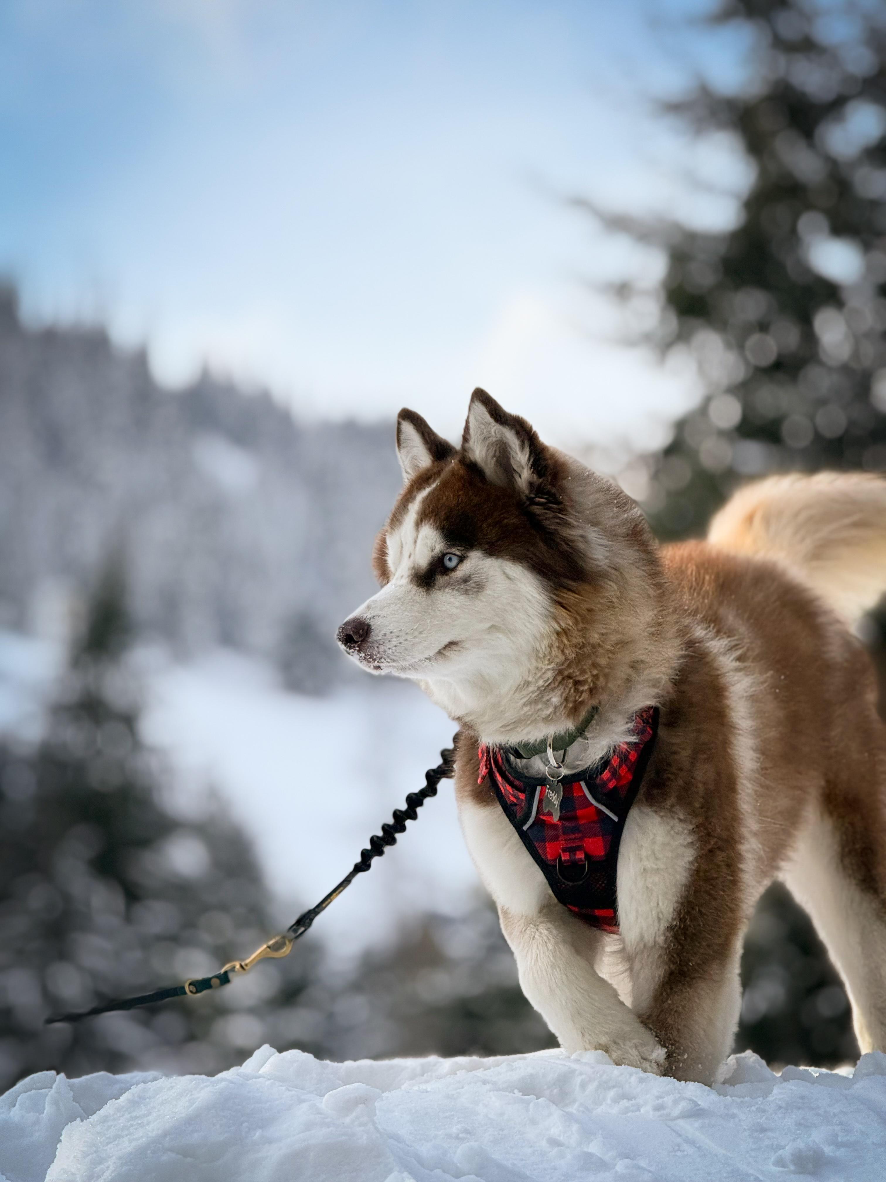 Enlarge Freddy, a ADOPTABLE Husky in Issaquah, WA image 4/6