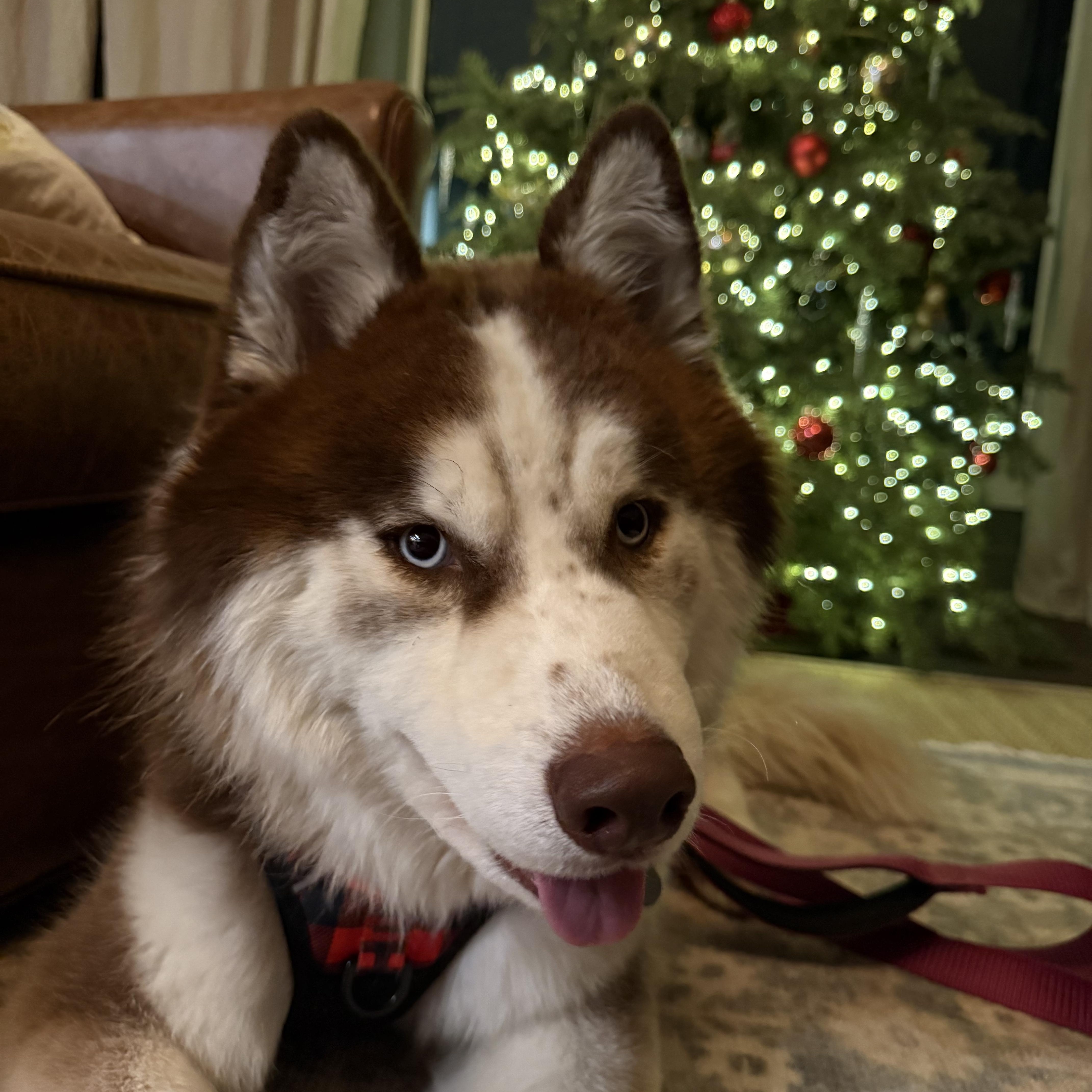 Enlarge Freddy, a ADOPTABLE Husky in Issaquah, WA image 2/6